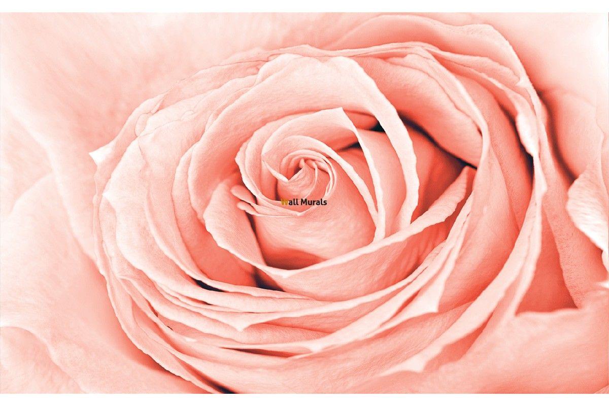 Coral Flower Wallpapers Top Free Coral Flower Backgrounds