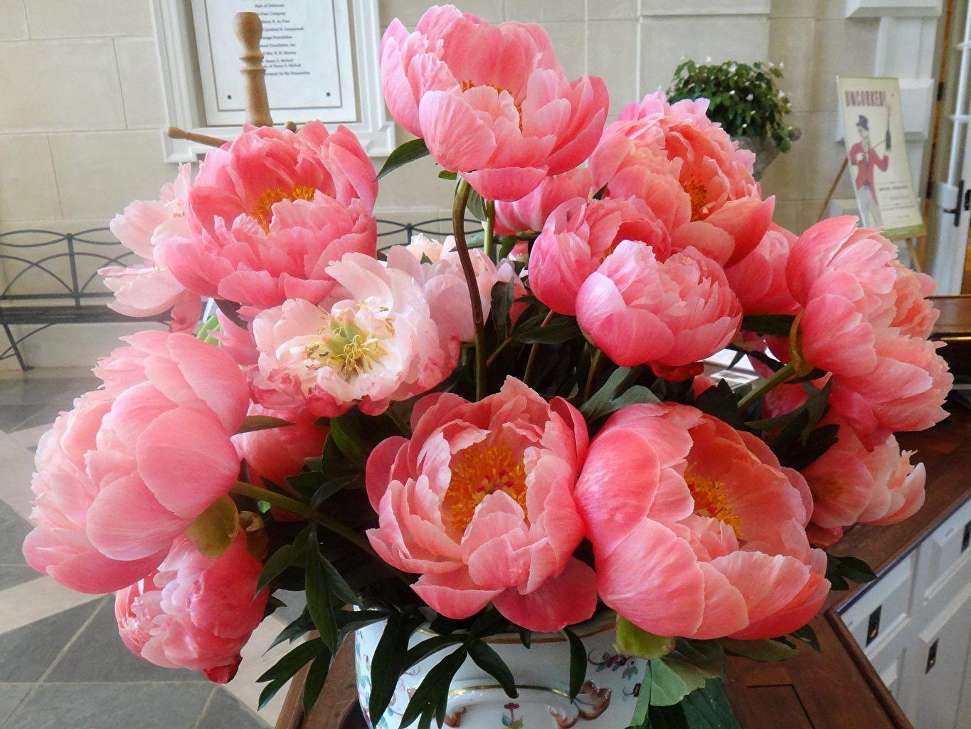 Coral Flower Wallpapers Top Free Coral Flower Backgrounds