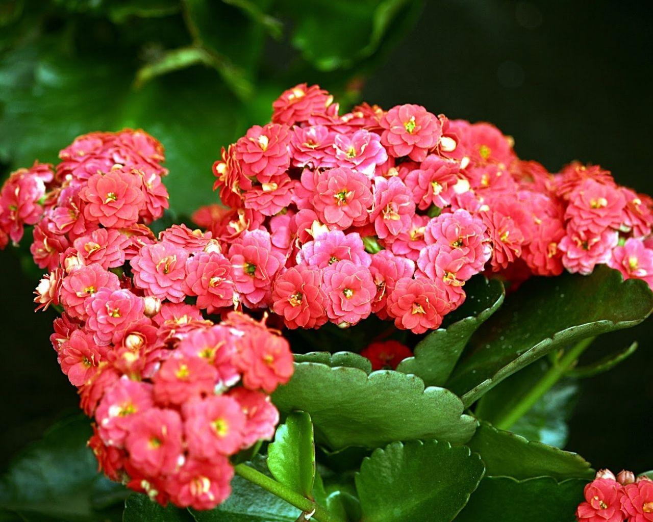 Coral Flower Wallpapers Top Free Coral Flower Backgrounds