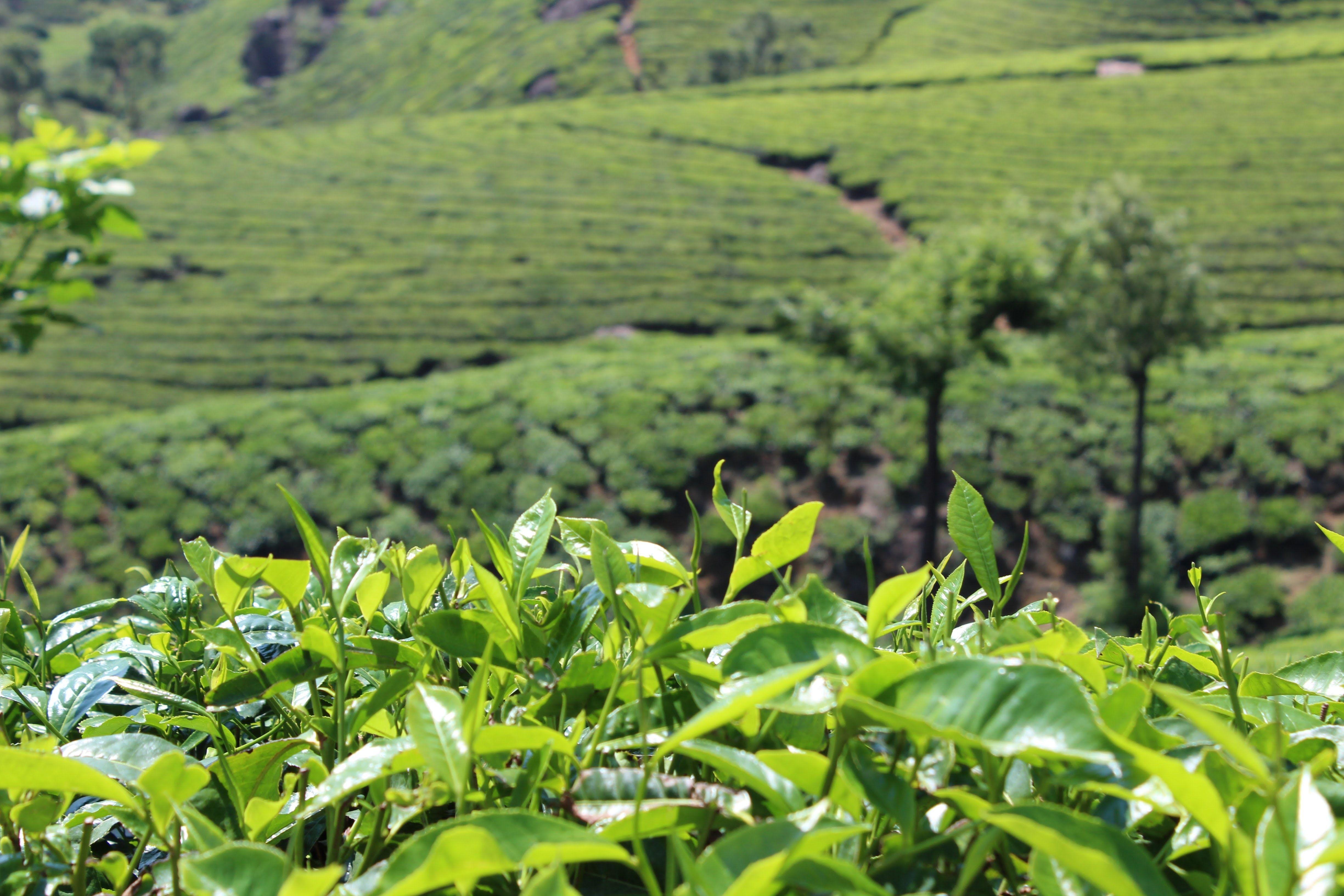 Tea Garden Wallpapers Top Free Tea Garden Backgrounds WallpaperAccess