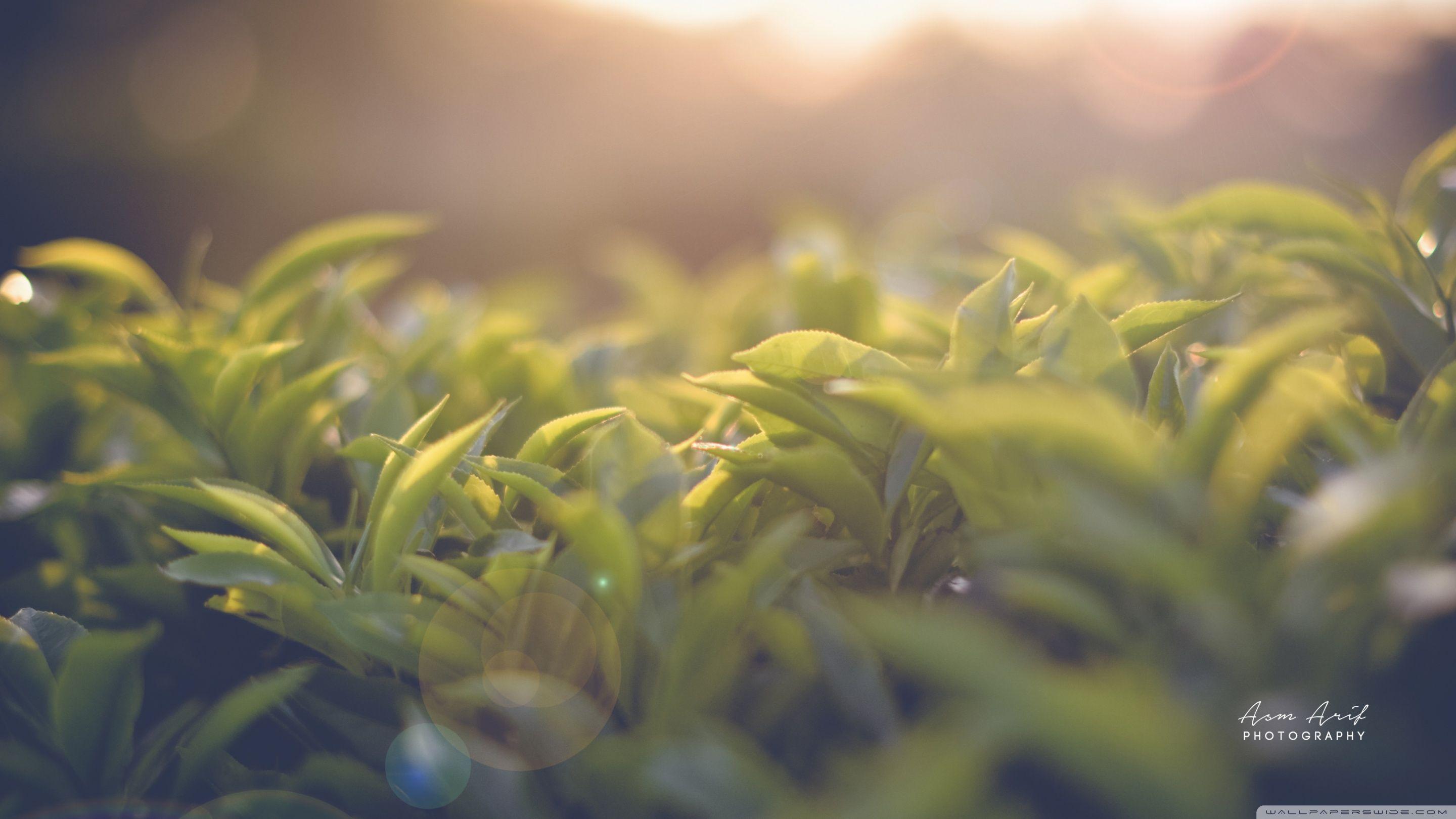 Tea Garden Wallpapers Top Free Tea Garden Backgrounds WallpaperAccess