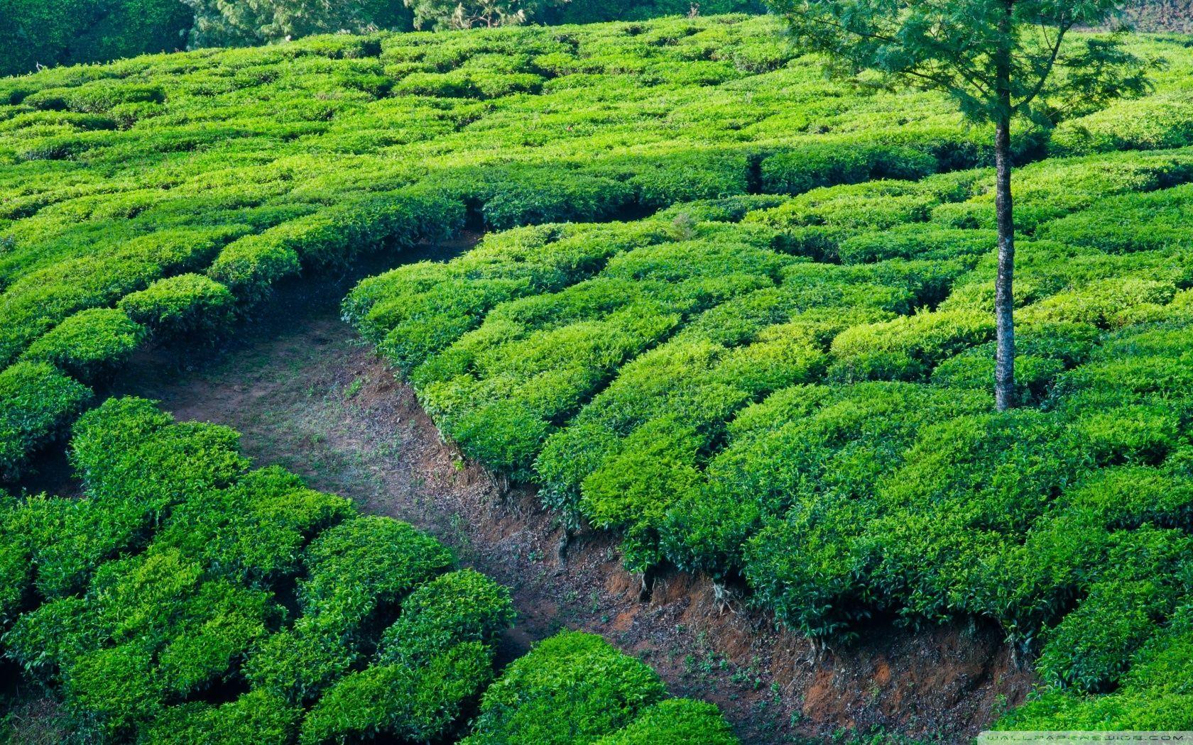 Tea Garden Wallpapers Top Free Tea Garden Backgrounds WallpaperAccess