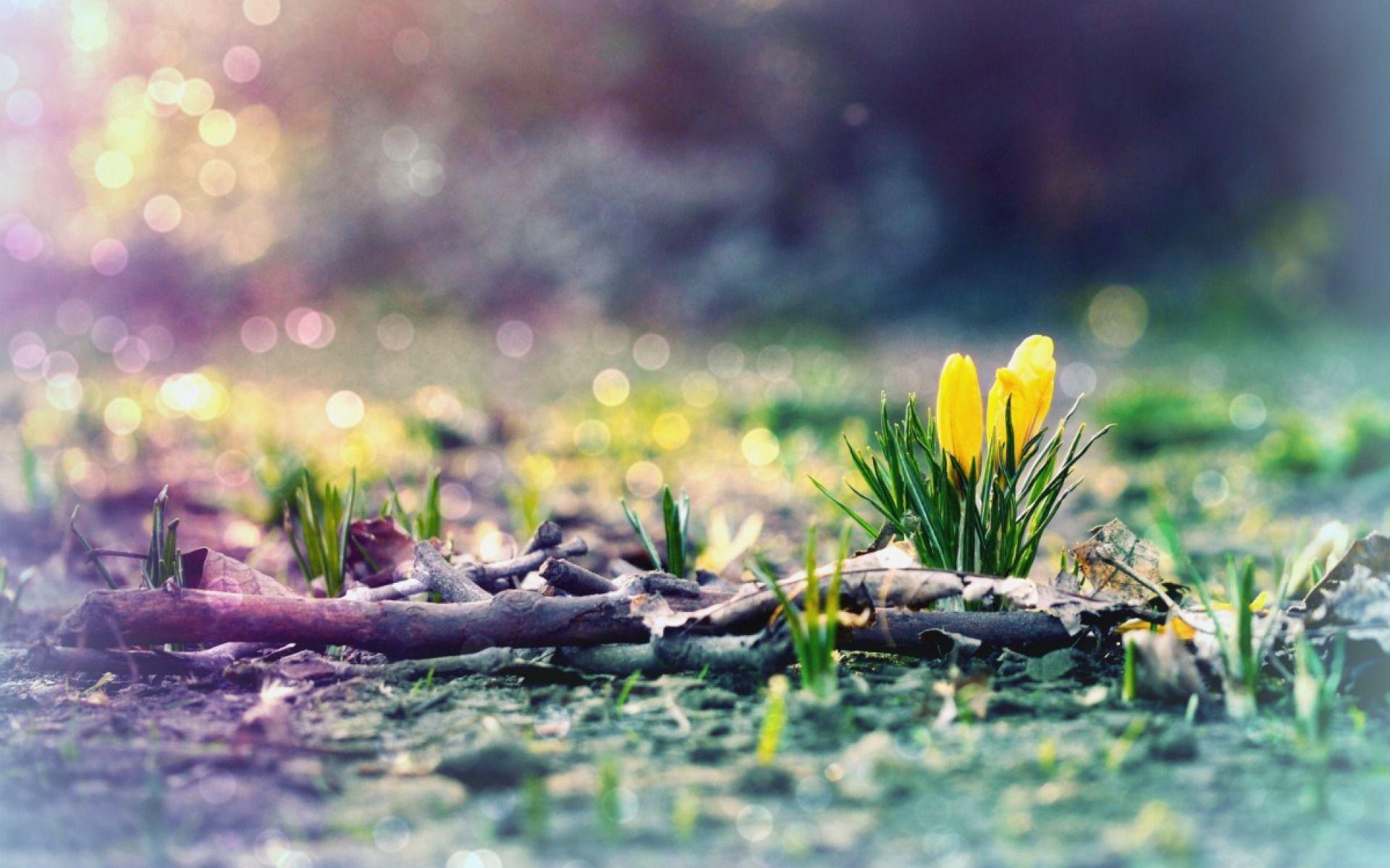 Early Spring Flowers Wallpapers Top Free Early Spring Flowers Backgrounds WallpaperAccess