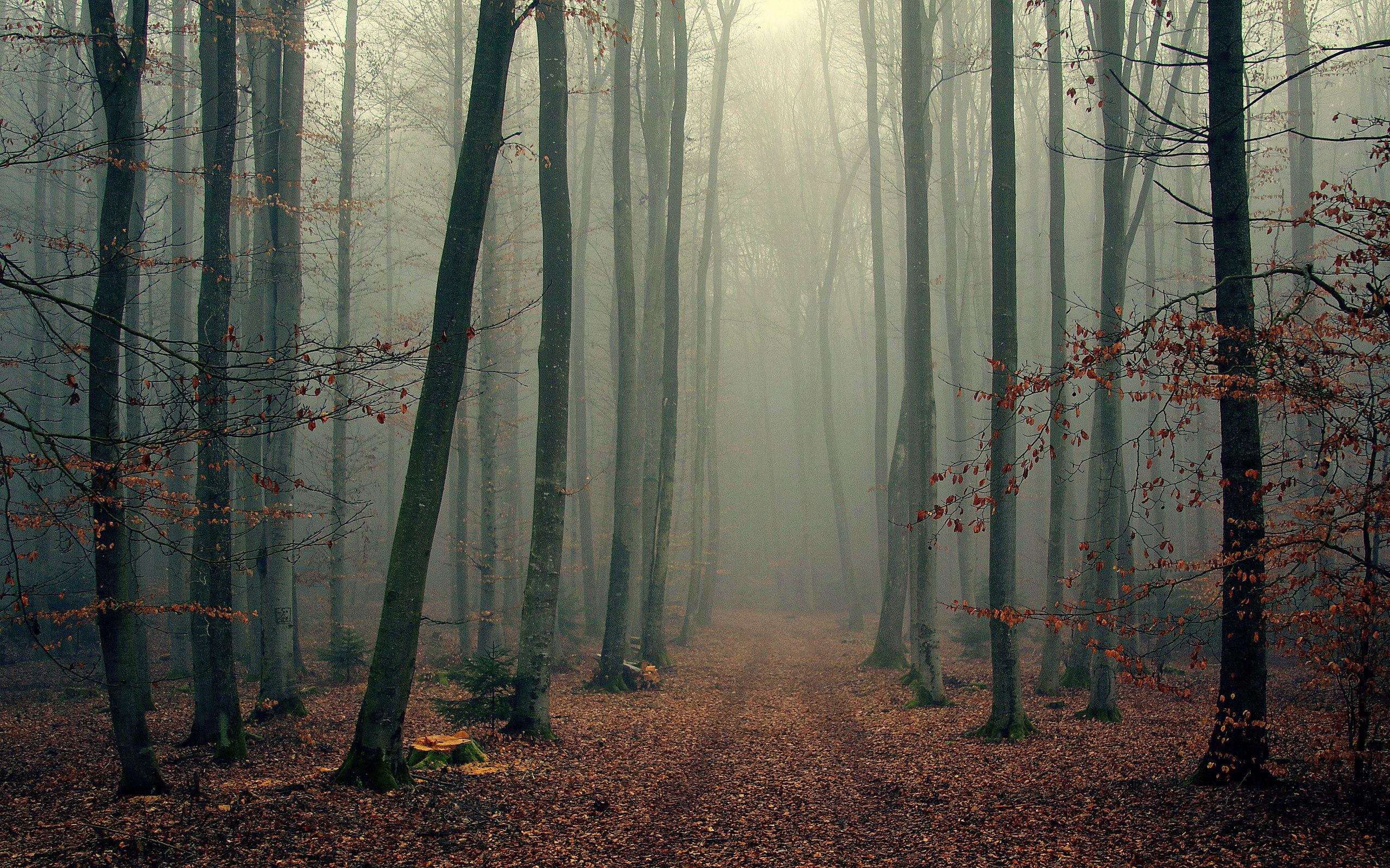 Foggy Forest Wallpapers Top Free Foggy Forest Backgrounds