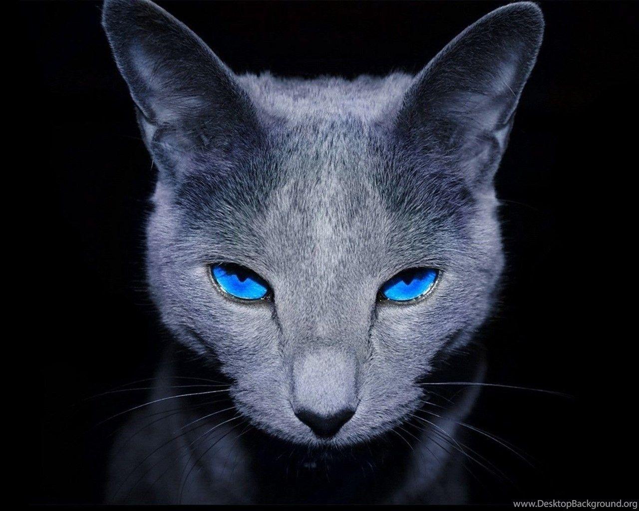 Blue Cat Wallpapers Top Free Blue Cat Backgrounds WallpaperAccess