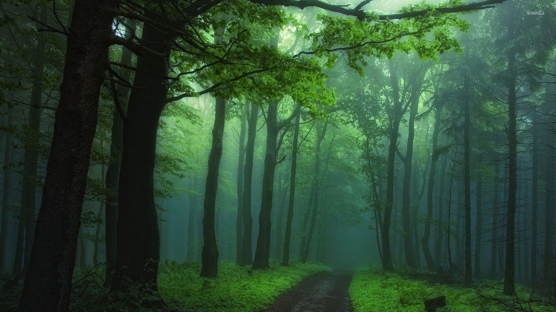 Foggy Forest Wallpapers Top Free Foggy Forest Backgrounds