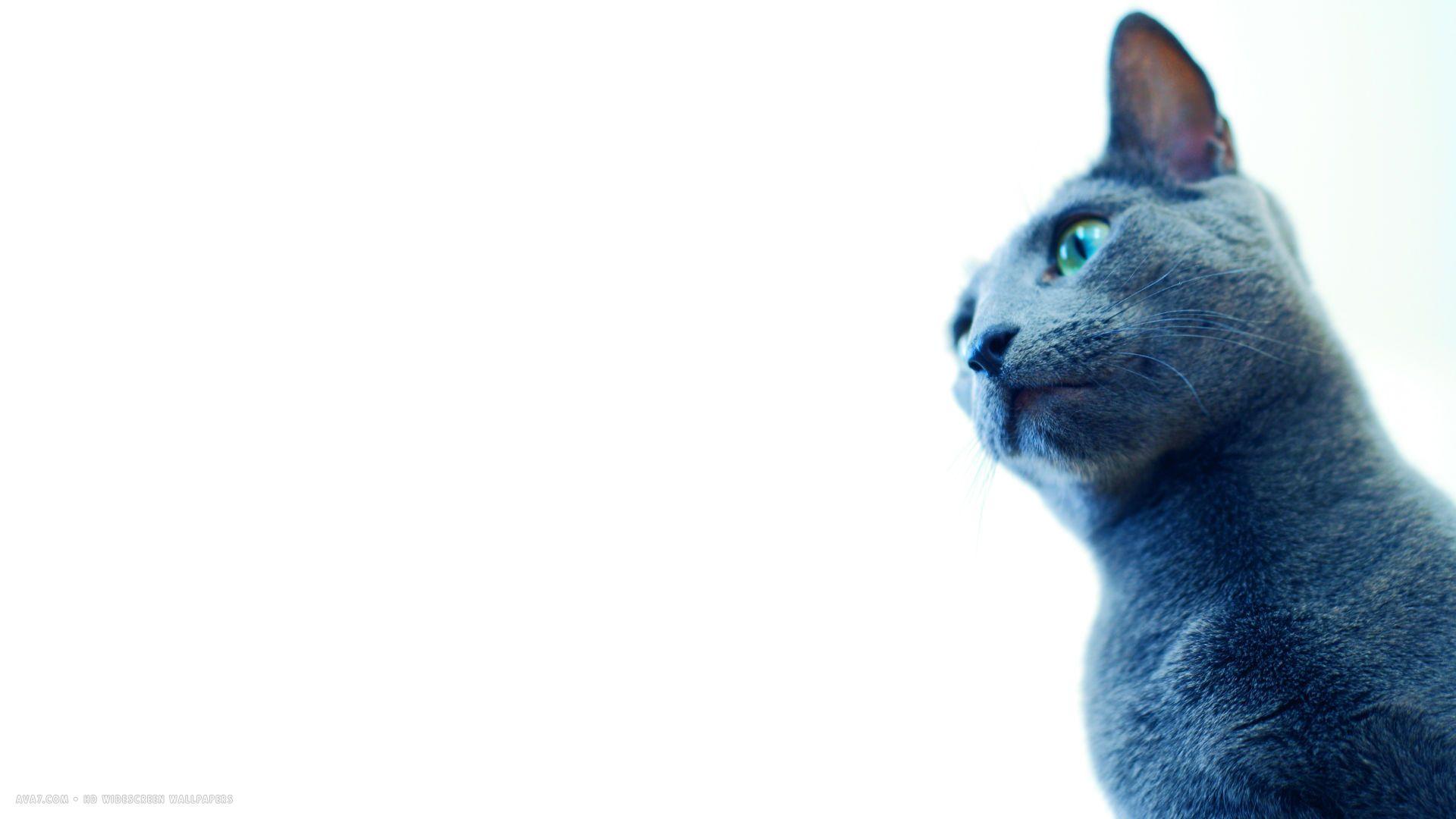 Blue Cat Wallpapers Top Free Blue Cat Backgrounds WallpaperAccess
