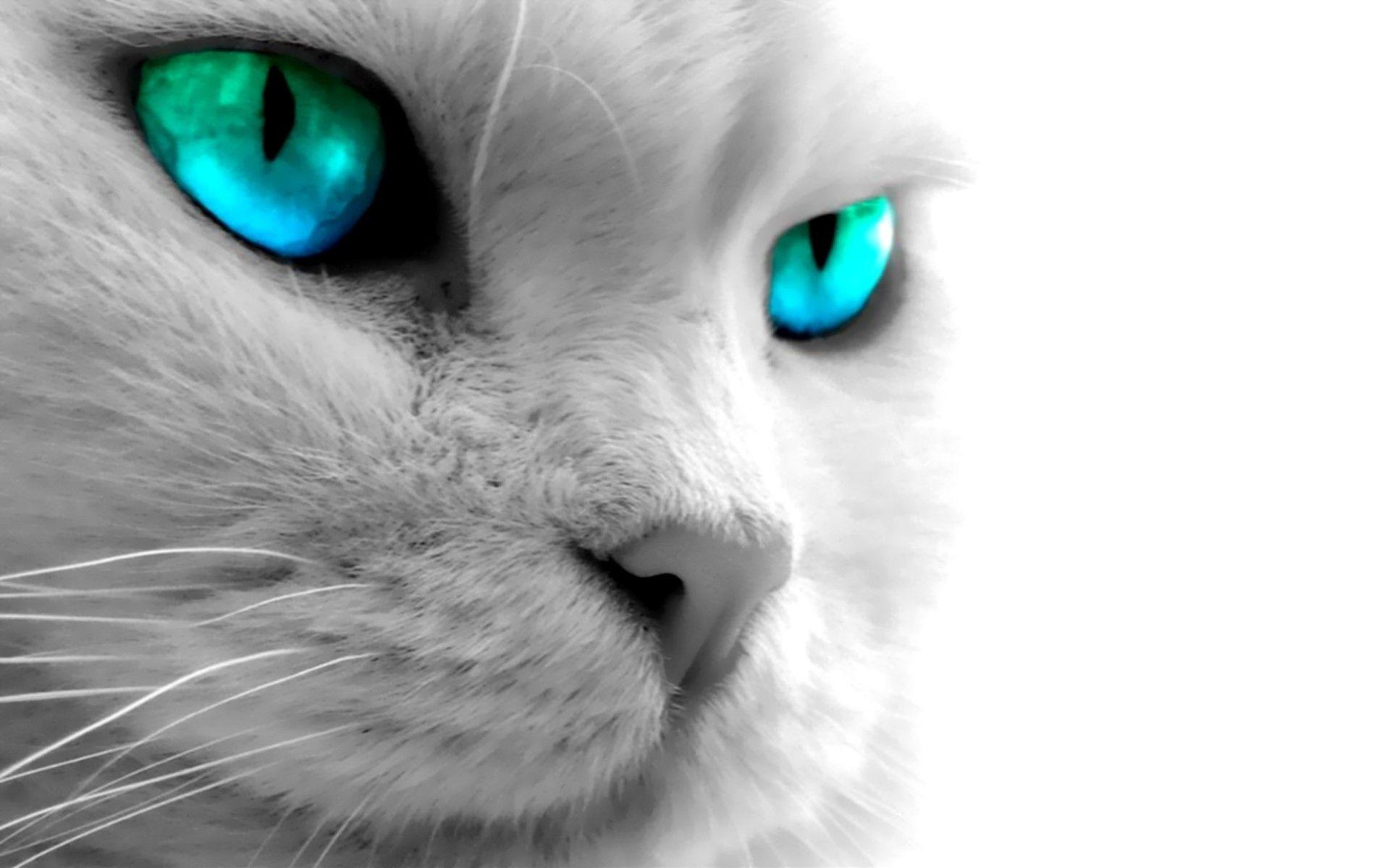 Blue Cat Wallpapers Top Free Blue Cat Backgrounds WallpaperAccess