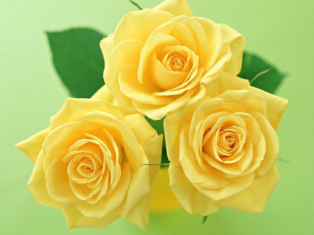 Cute Yellow Flower Wallpapers Top Free Cute Yellow Flower Backgrounds WallpaperAccess