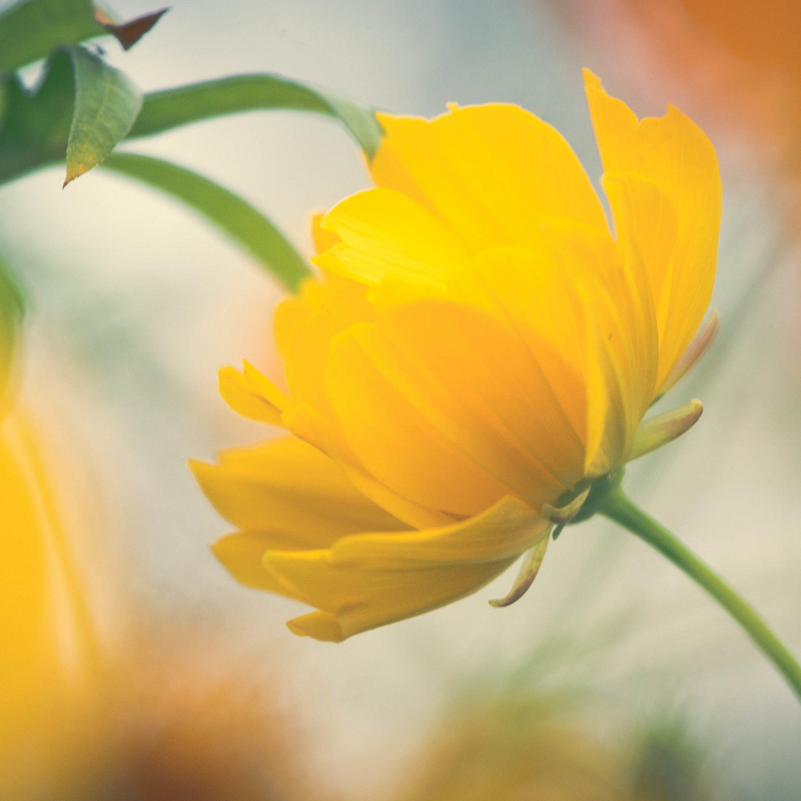 Top 101+ Pictures Cute Yellow Wallpapers For Iphone Excellent