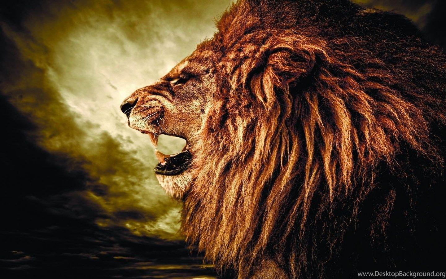 4K Lion Wallpapers Top Free 4K Lion Backgrounds WallpaperAccess