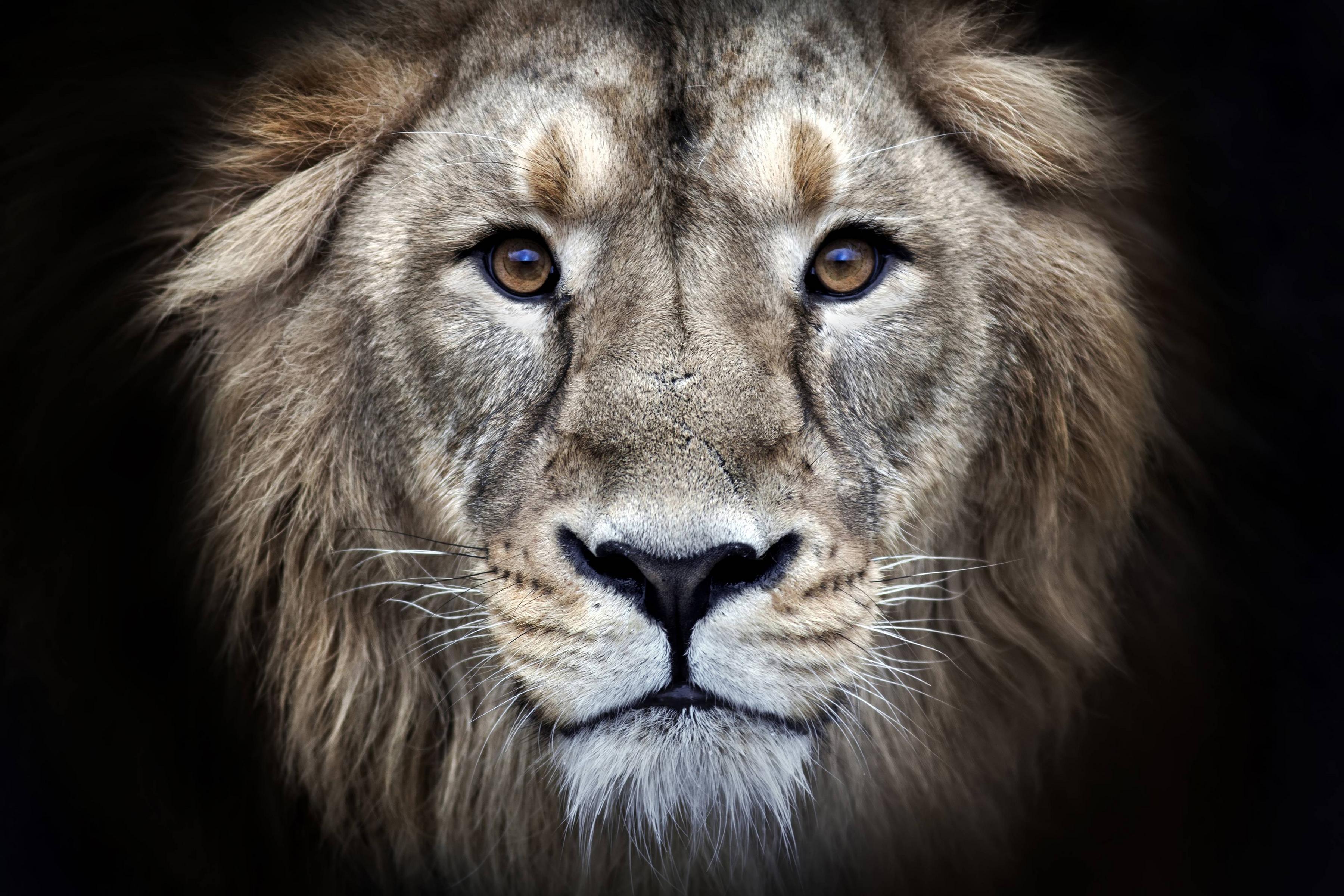 4K Lion Wallpapers Top Free 4K Lion Backgrounds WallpaperAccess