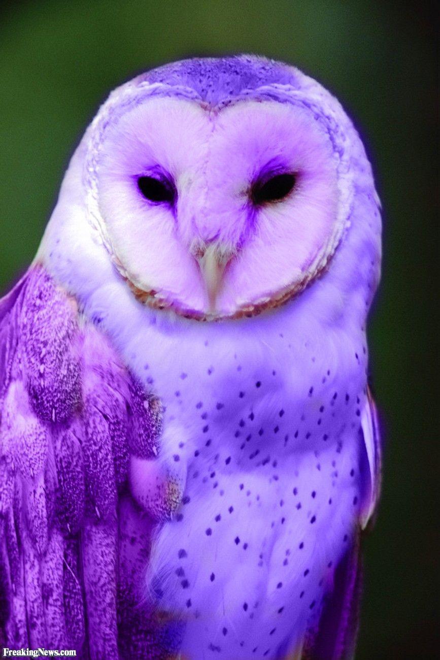 Purple Owl Wallpapers Top Free Purple Owl Backgrounds WallpaperAccess
