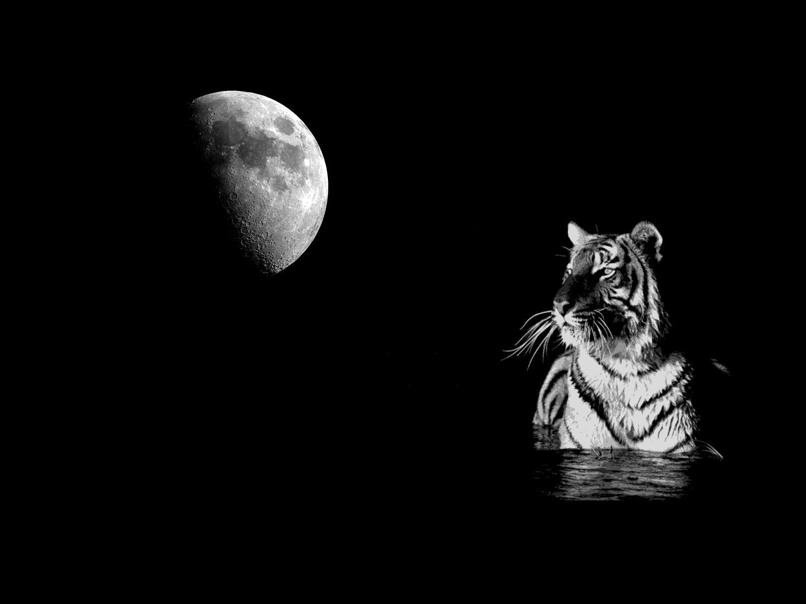 Black and White Tiger Wallpapers Top Free Black and White Tiger Backgrounds WallpaperAccess