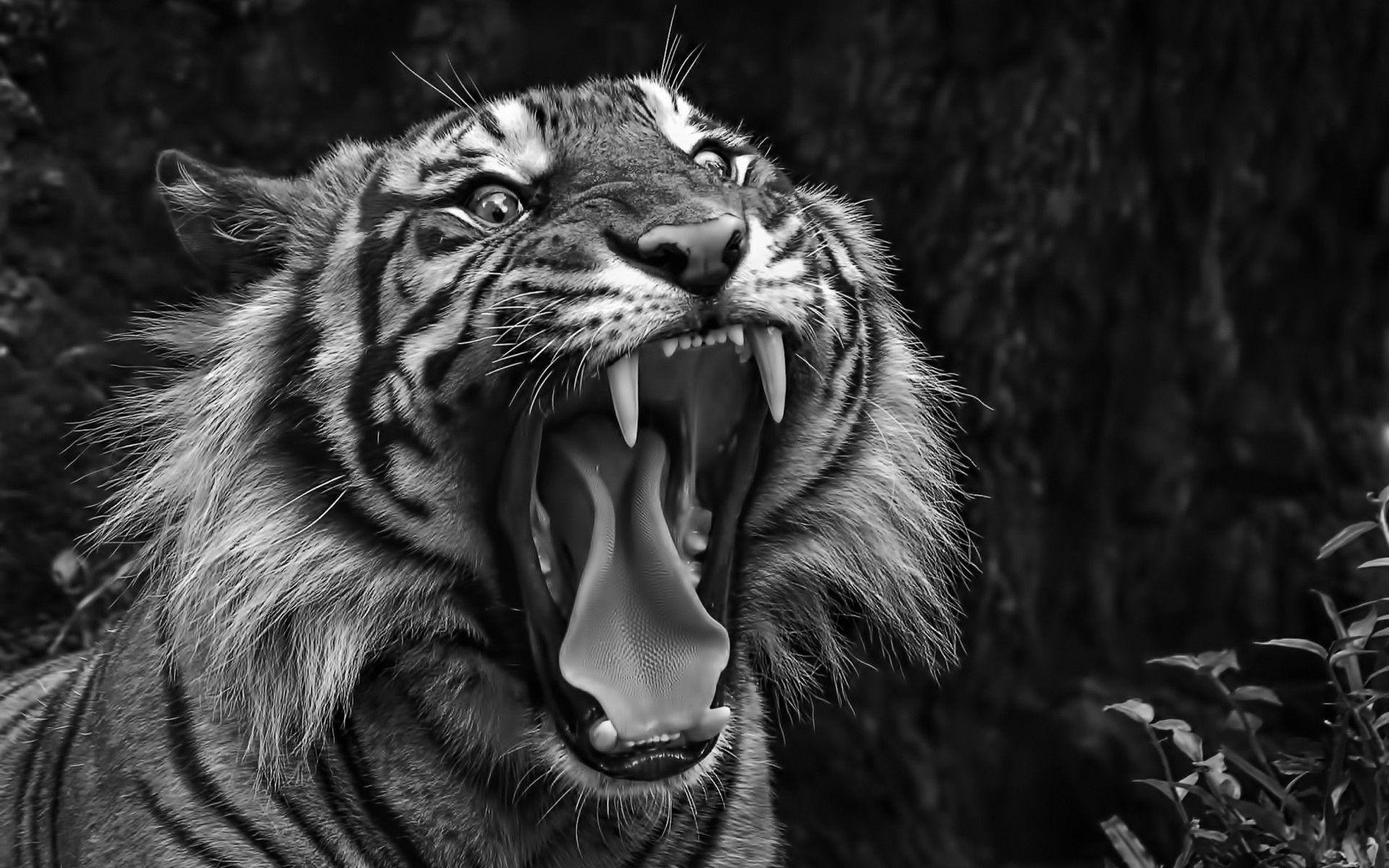 Black and White Tiger Wallpapers Top Free Black and White Tiger Backgrounds WallpaperAccess