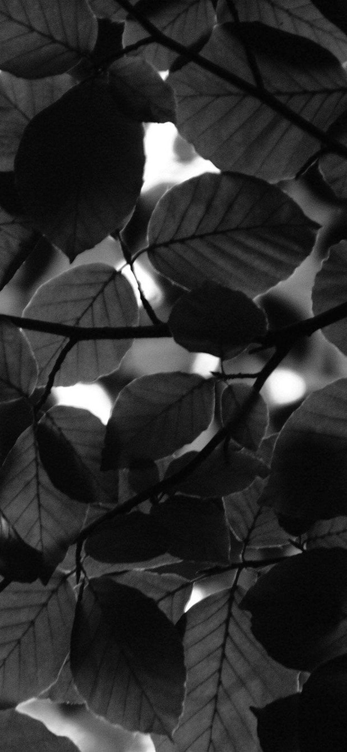 Black and White Leaf Wallpapers Top Free Black and White Leaf