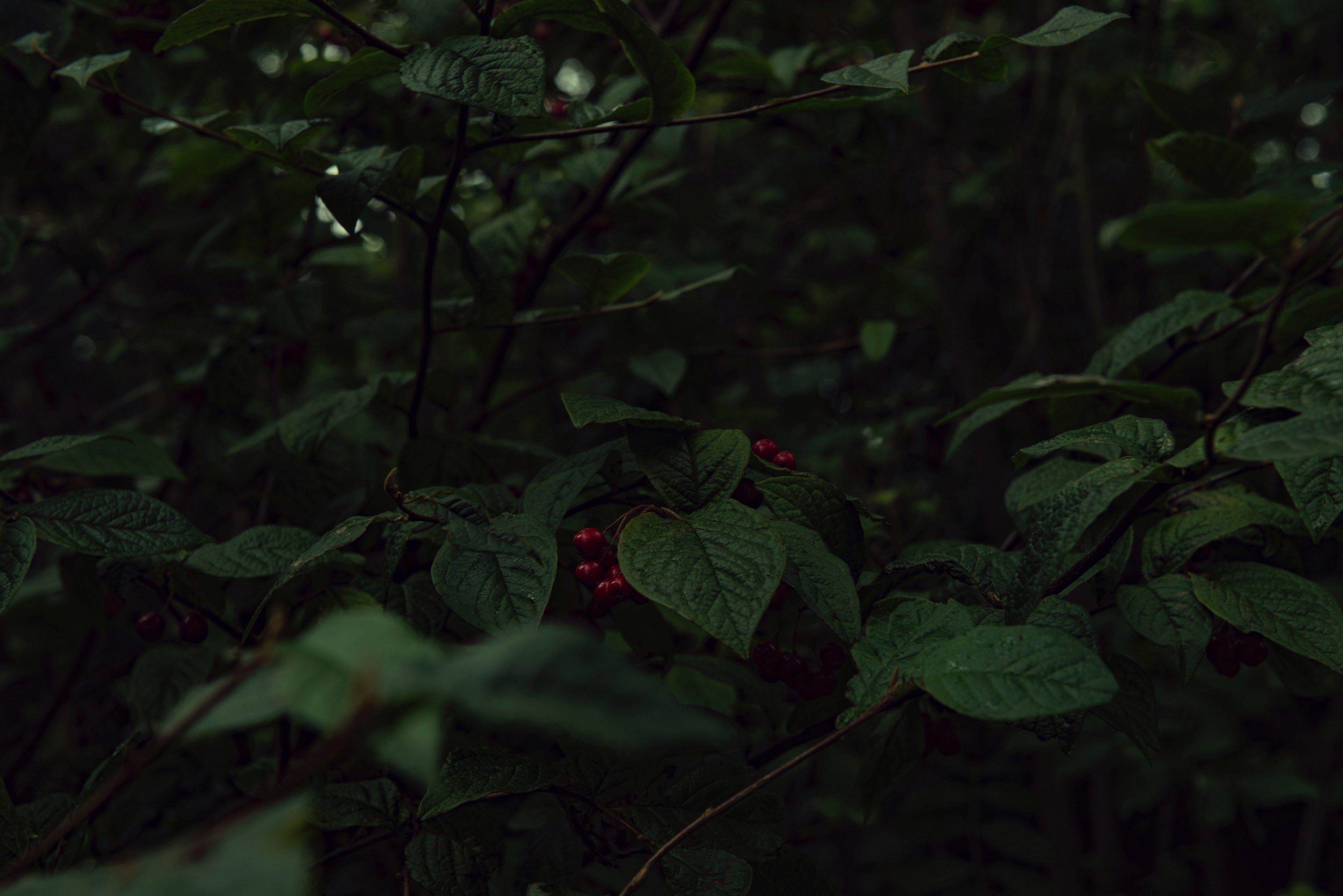 Black Leaves Wallpapers Top Free Black Leaves Backgrounds