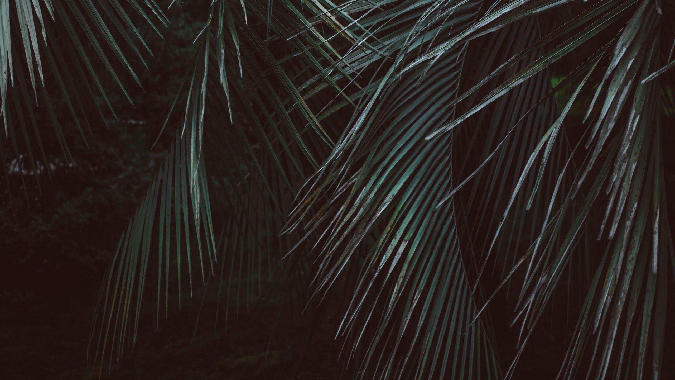 Dark Jungle Wallpapers Top Free Dark Jungle Backgrounds WallpaperAccess