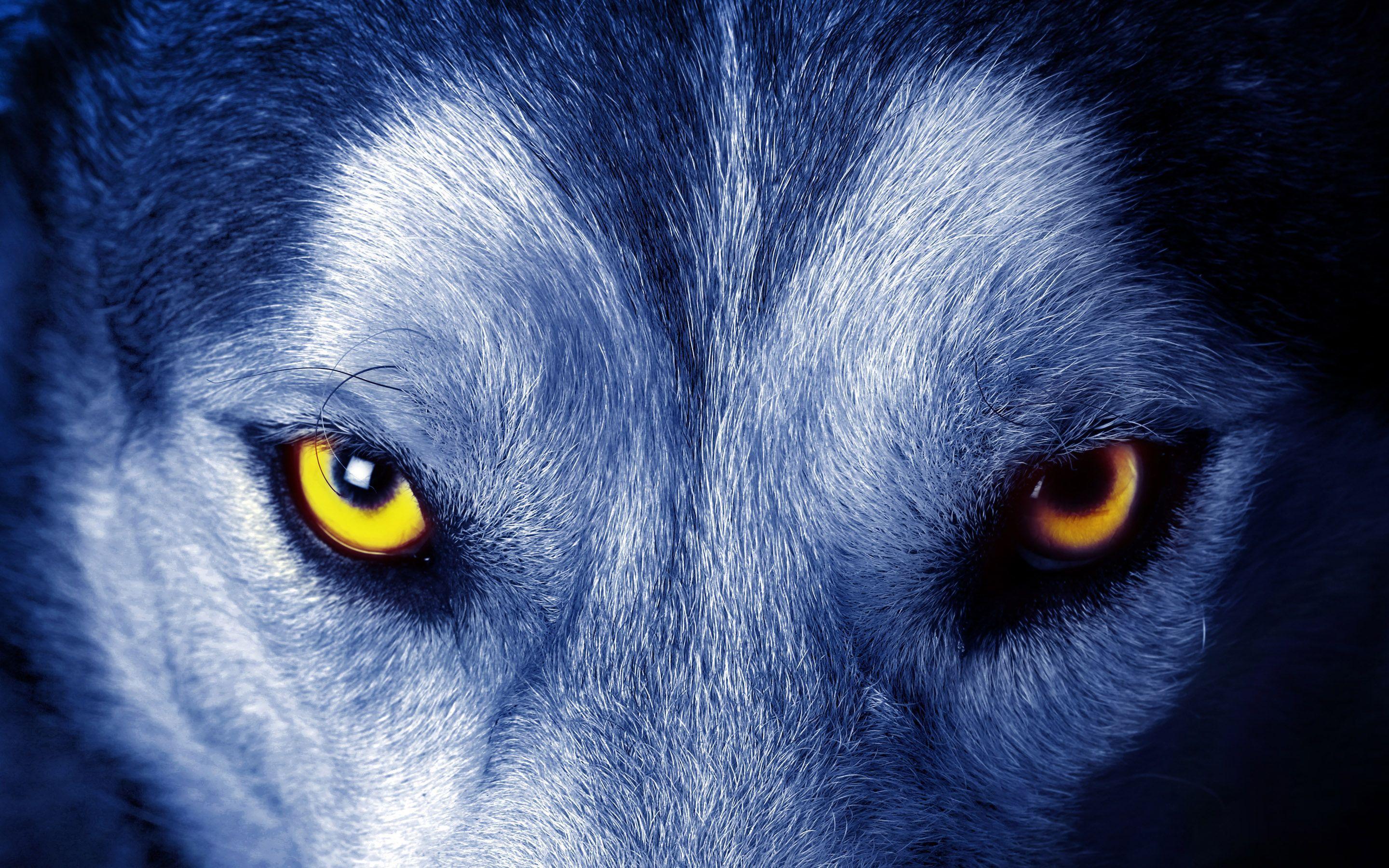 Wolf Eyes Wallpapers Top Free Wolf Eyes Backgrounds WallpaperAccess