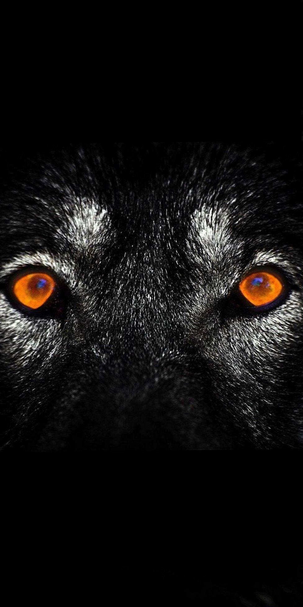 Wolf Eye iPhone Wallpapers Top Free Wolf Eye iPhone Backgrounds