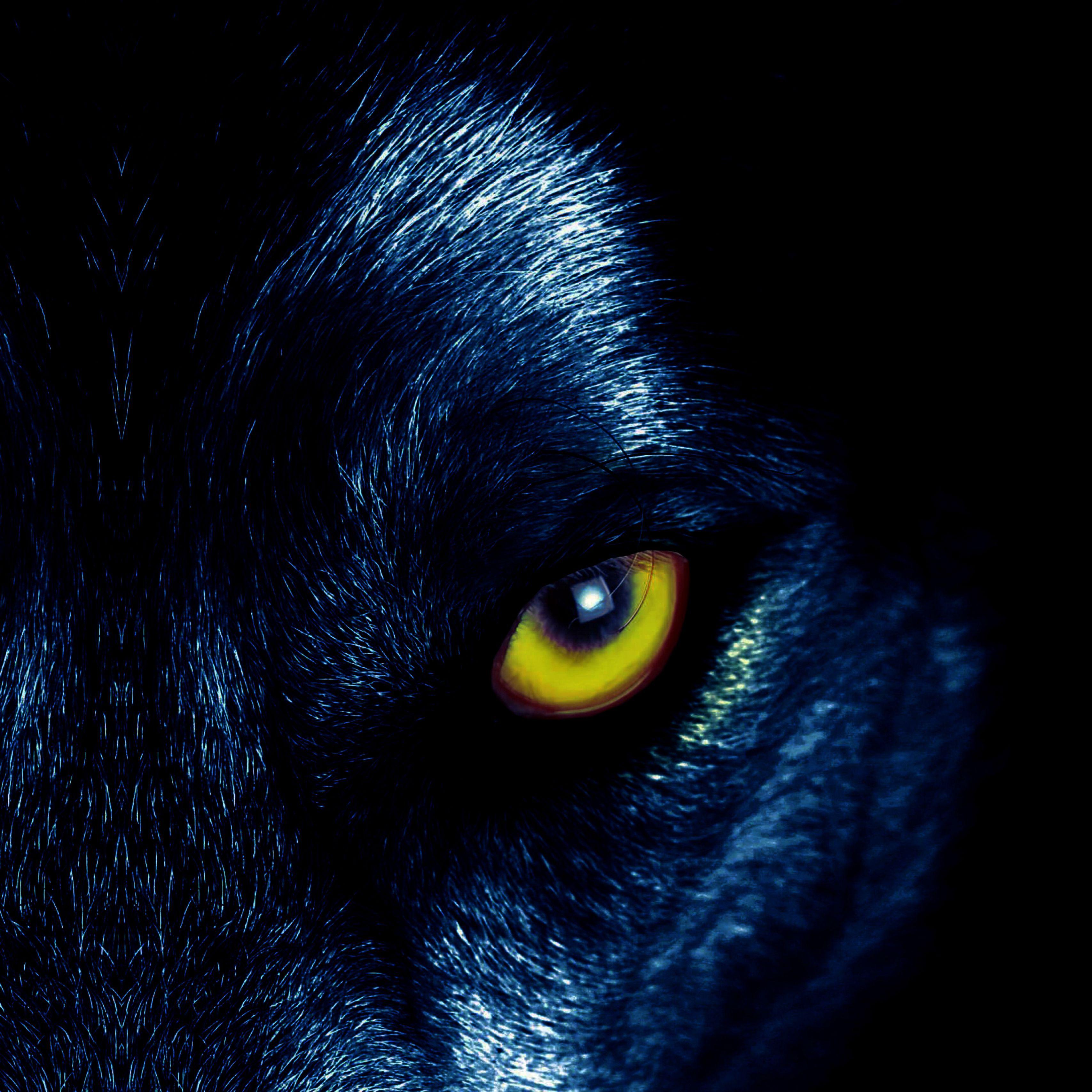 Wolf Eyes Wallpapers Top Free Wolf Eyes Backgrounds WallpaperAccess