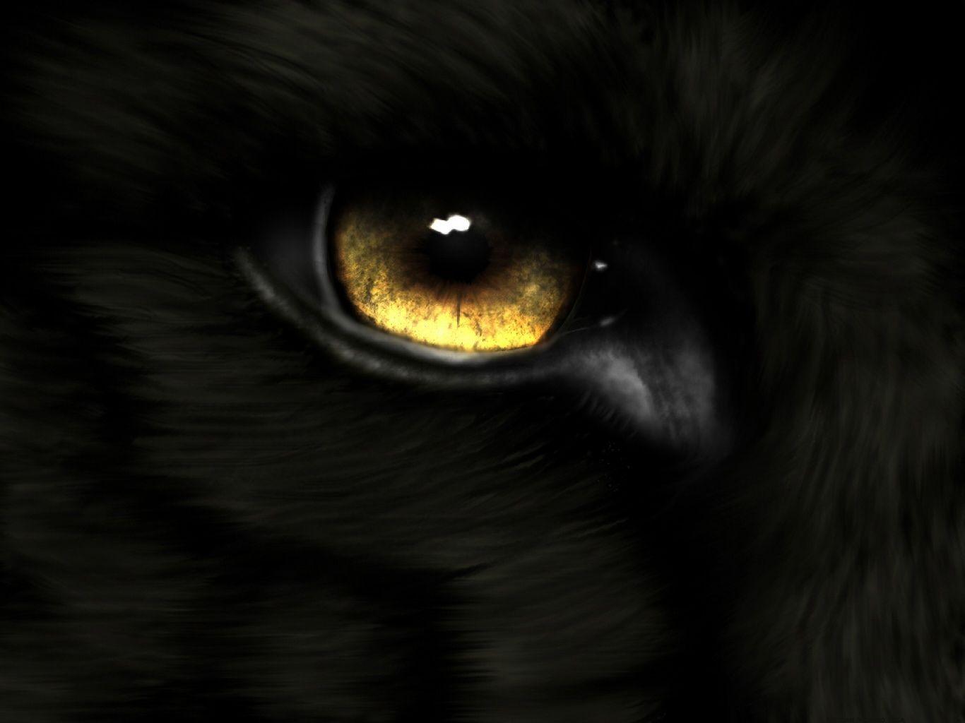 Wolf Eyes Wallpapers Top Free Wolf Eyes Backgrounds WallpaperAccess