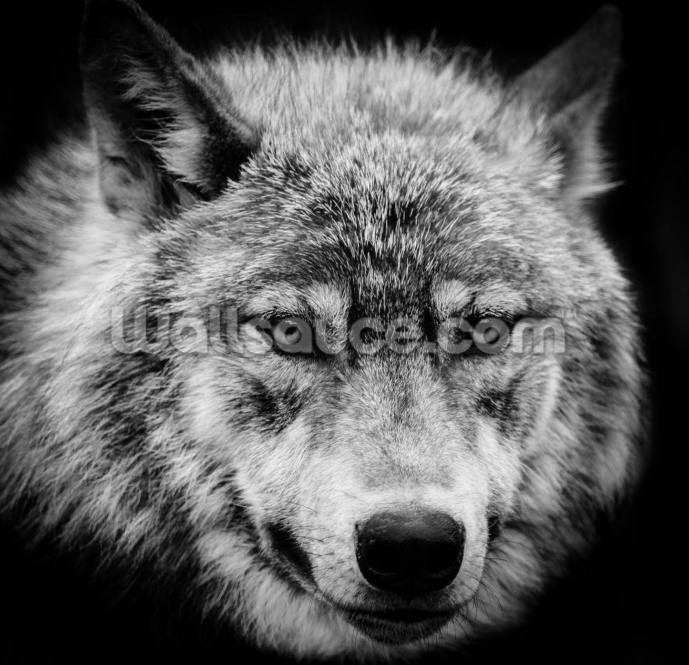 Wolf Eyes Wallpapers Top Free Wolf Eyes Backgrounds WallpaperAccess