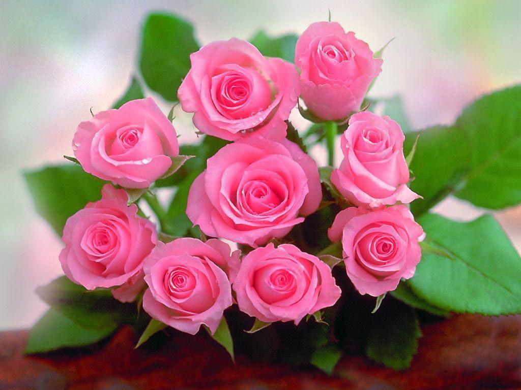 Pink Roses HD Wallpapers Top Free Pink Roses HD Backgrounds WallpaperAccess