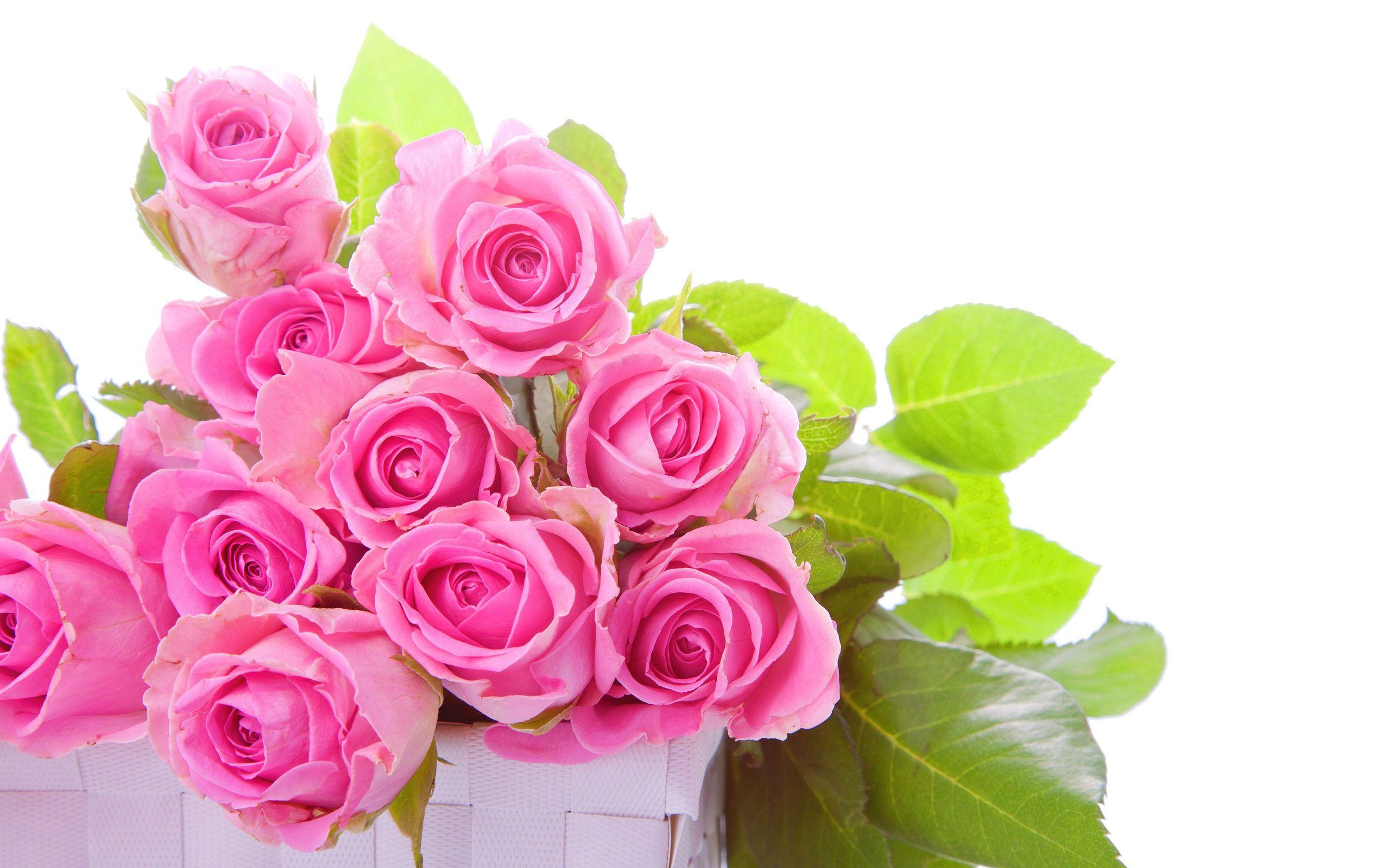 Pink Roses HD Wallpapers Top Free Pink Roses HD Backgrounds WallpaperAccess