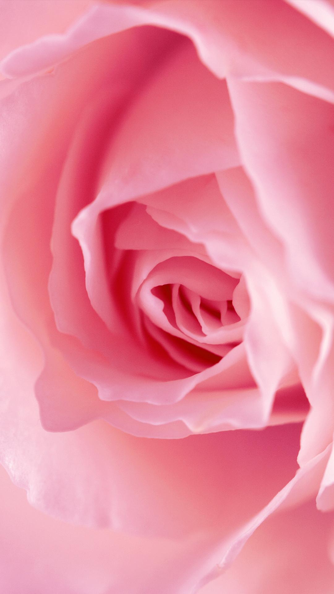 Pink Rose Wallpapers Top Free Pink Rose Backgrounds WallpaperAccess