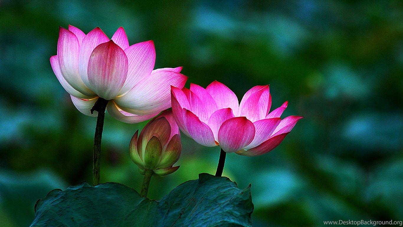 Buddha Lotus Flower Wallpapers Top Free Buddha Lotus Flower