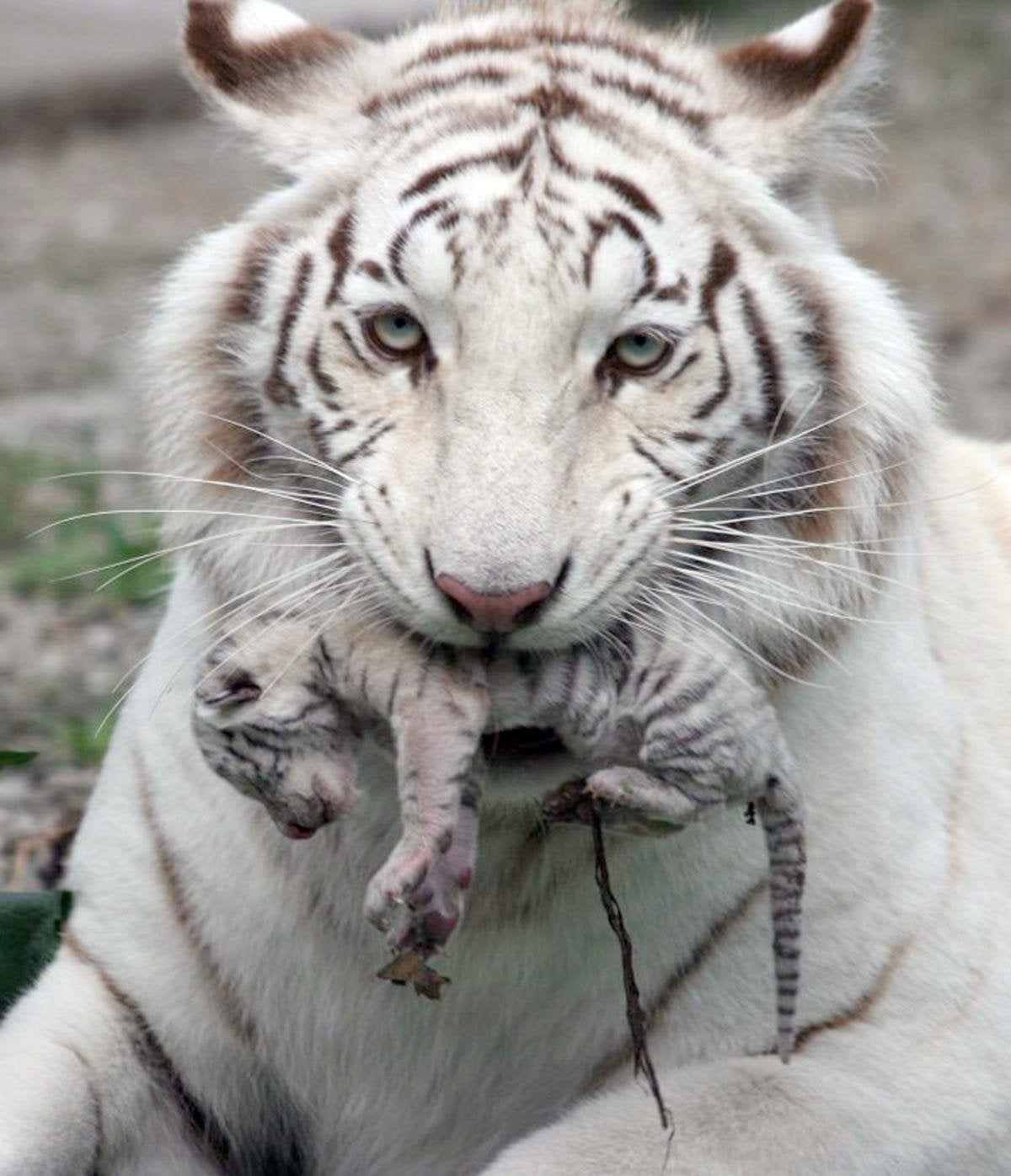 Baby White Tiger HD Wallpapers Top Free Baby White Tiger HD