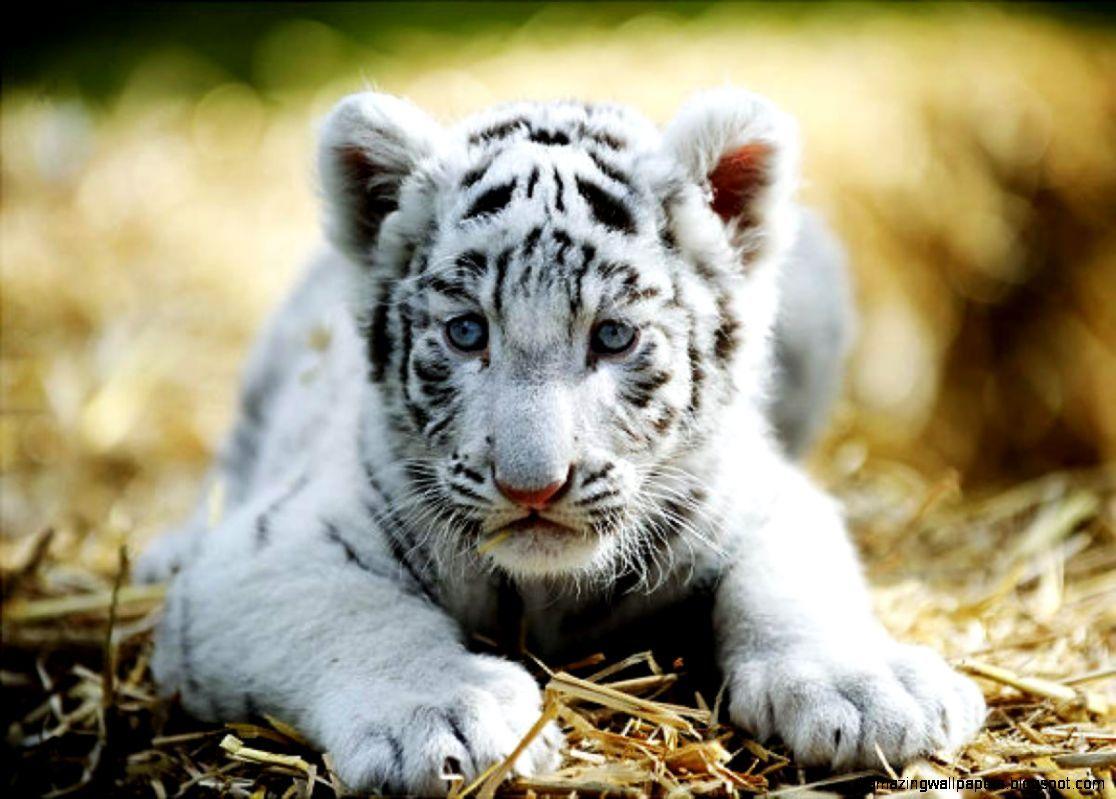 Baby White Tiger HD Wallpapers Top Free Baby White Tiger HD
