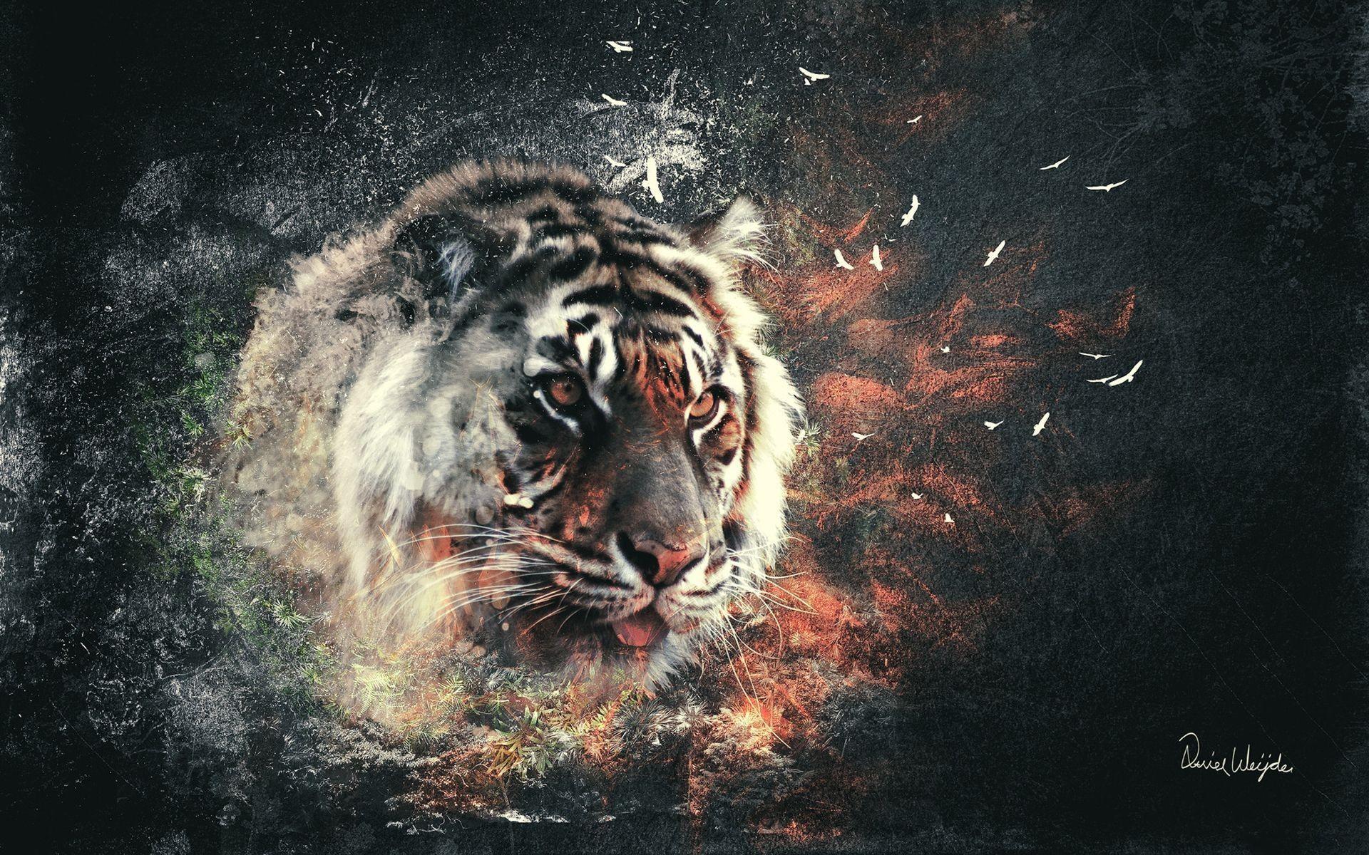 White Tiger Art Wallpapers Top Free White Tiger Art Backgrounds