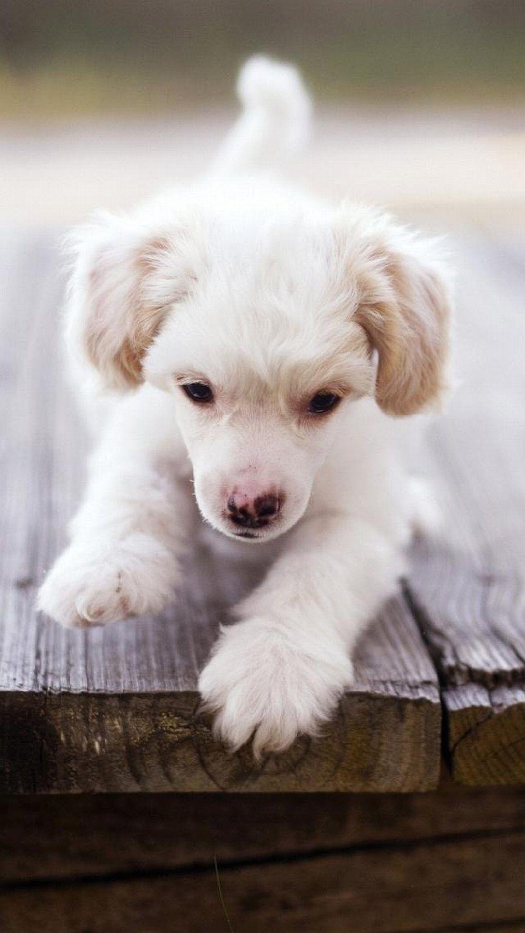 Cute Baby Puppy Wallpapers Top Free Cute Baby Puppy Backgrounds