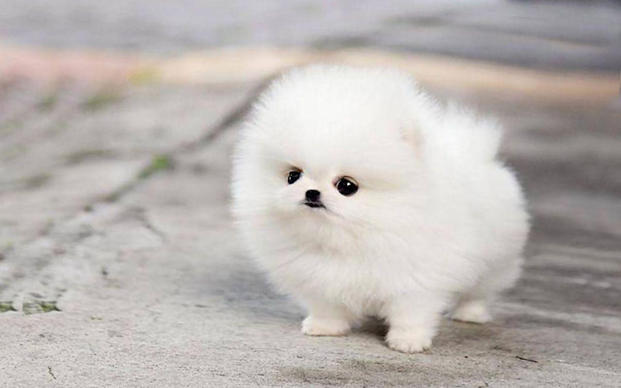 Cute White Puppies Wallpapers Top Free Cute White Puppies Backgrounds