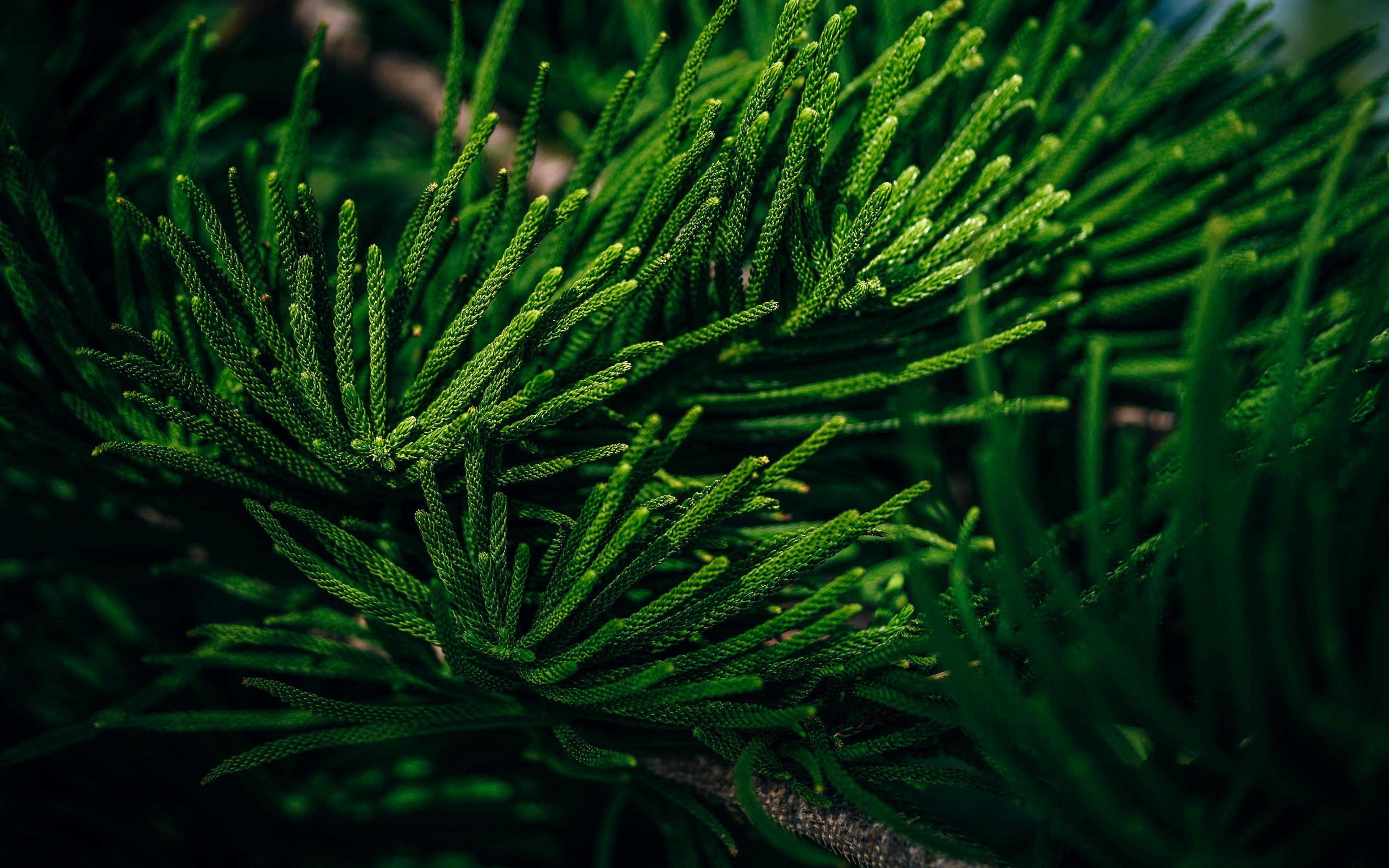 Evergreen Wallpapers Top Free Evergreen Backgrounds WallpaperAccess