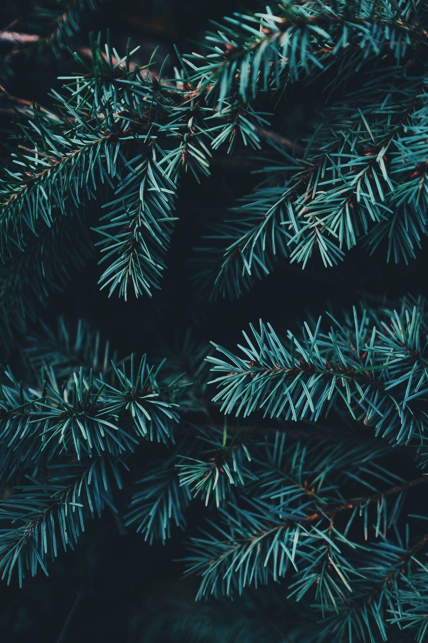 Evergreen Wallpapers Top Free Evergreen Backgrounds WallpaperAccess