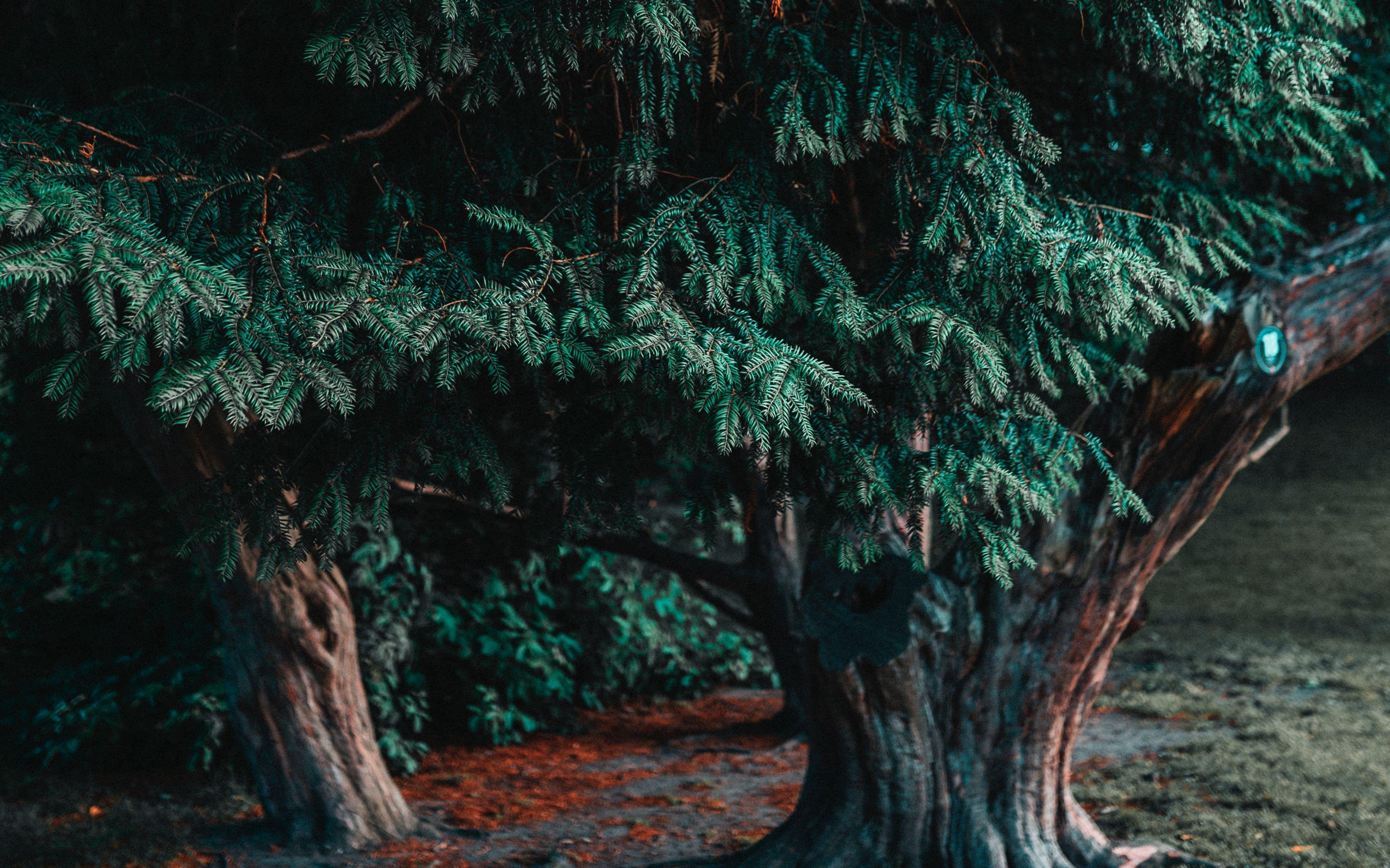 Evergreen Wallpapers Top Free Evergreen Backgrounds WallpaperAccess