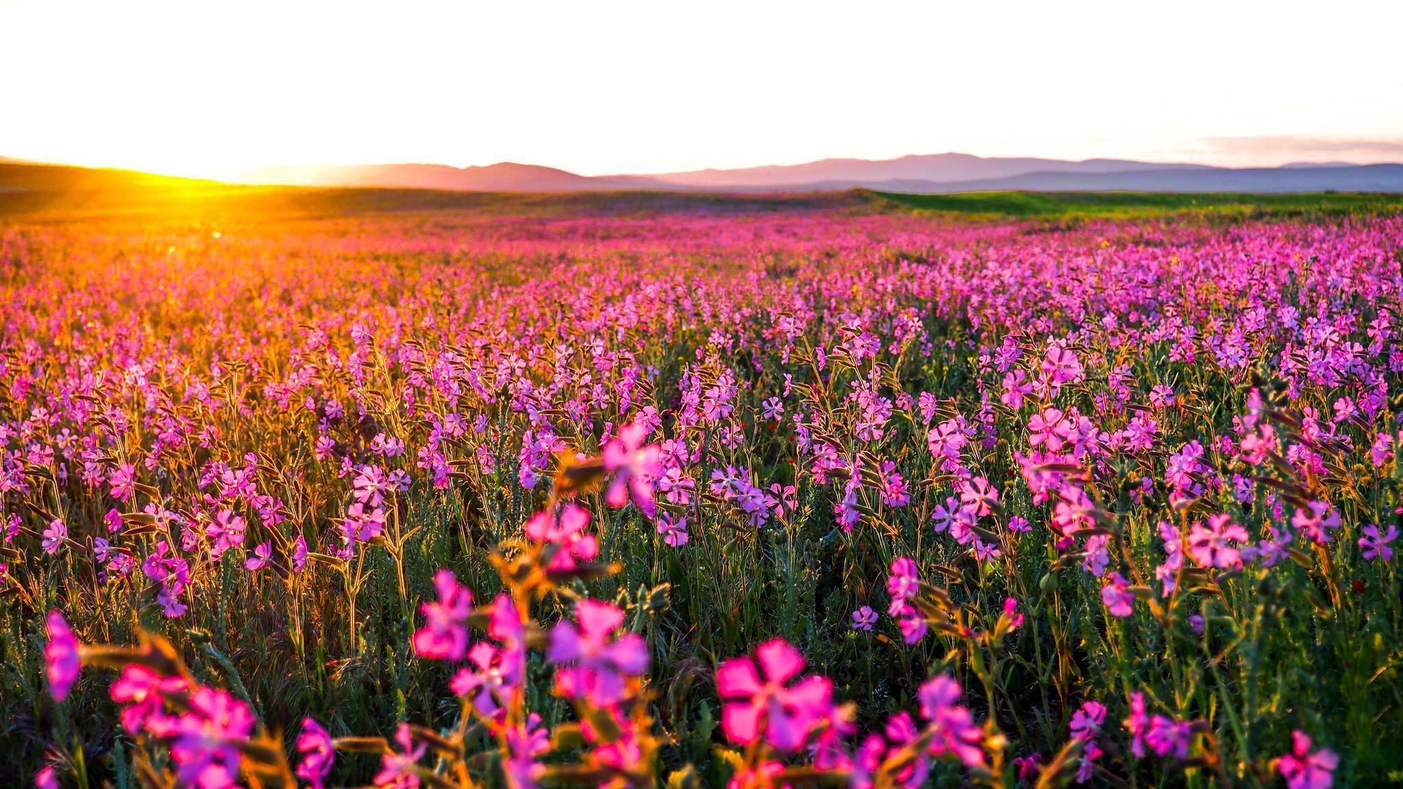 Flower Landscape Wallpapers Top Free Flower Landscape Backgrounds