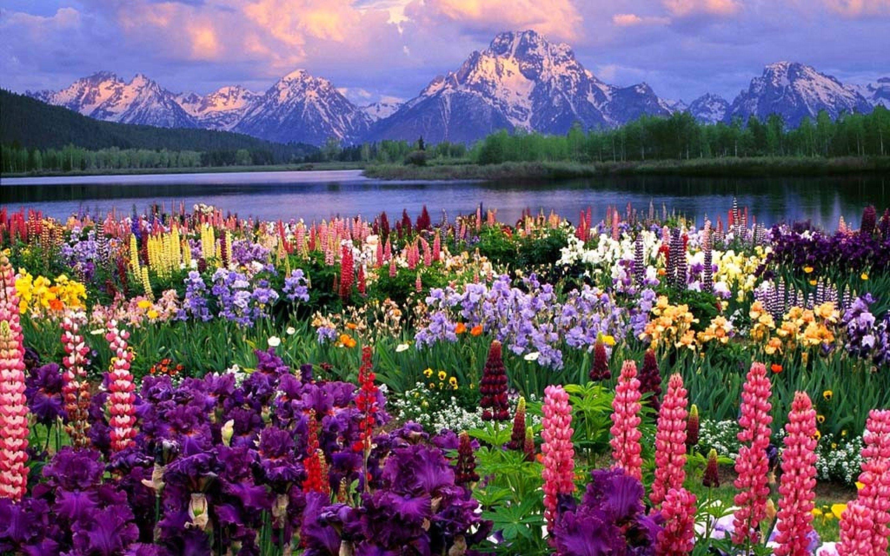 Flower Landscape Wallpapers Top Free Flower Landscape Backgrounds