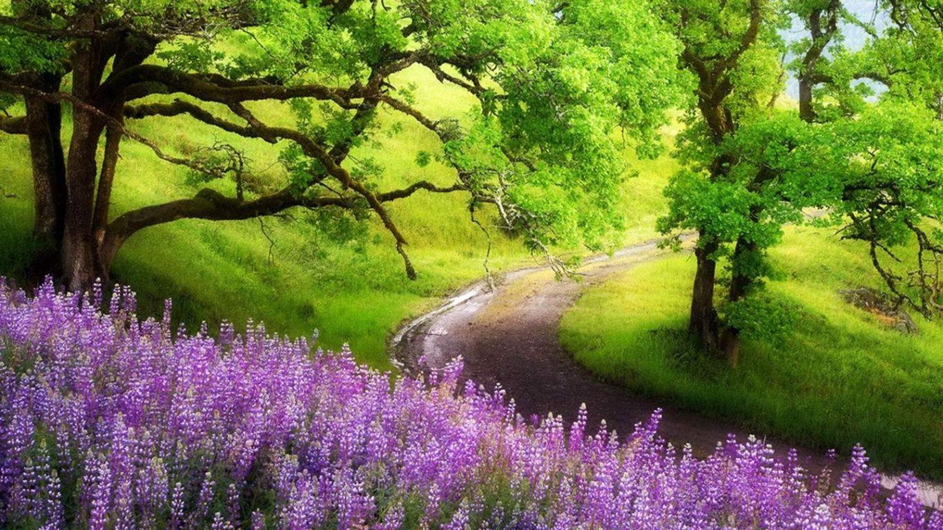 Flower Landscape Wallpapers Top Free Flower Landscape Backgrounds