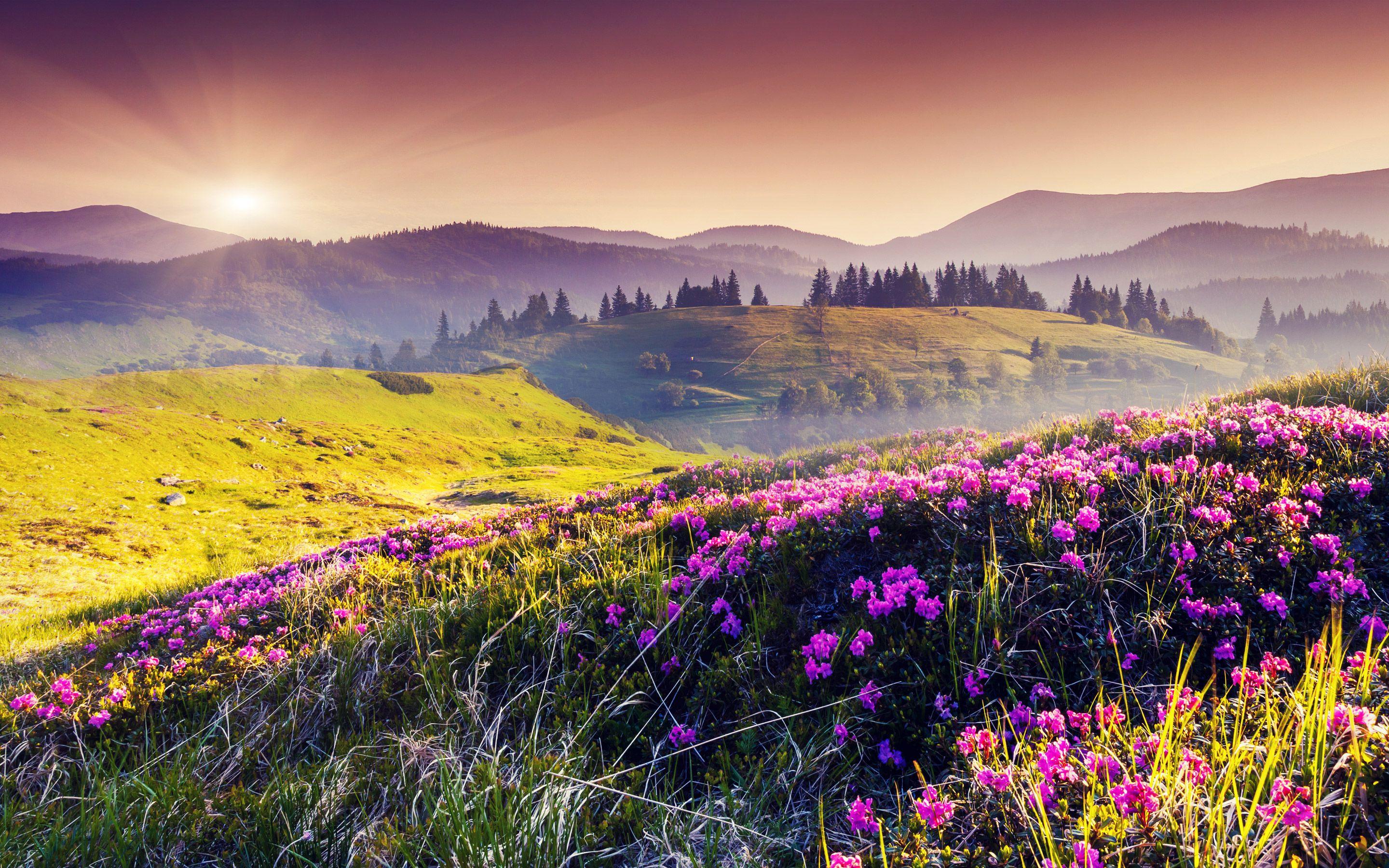 Flower Landscape Wallpapers Top Free Flower Landscape Backgrounds