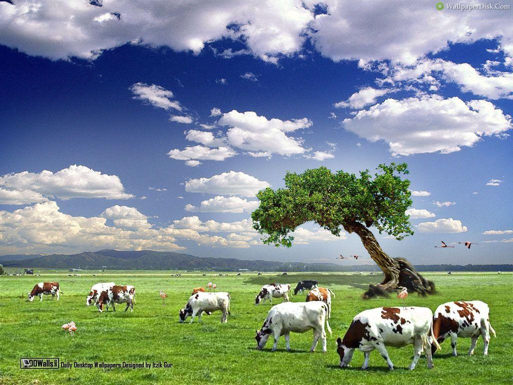 Cow Farm Wallpapers Top Free Cow Farm Backgrounds WallpaperAccess