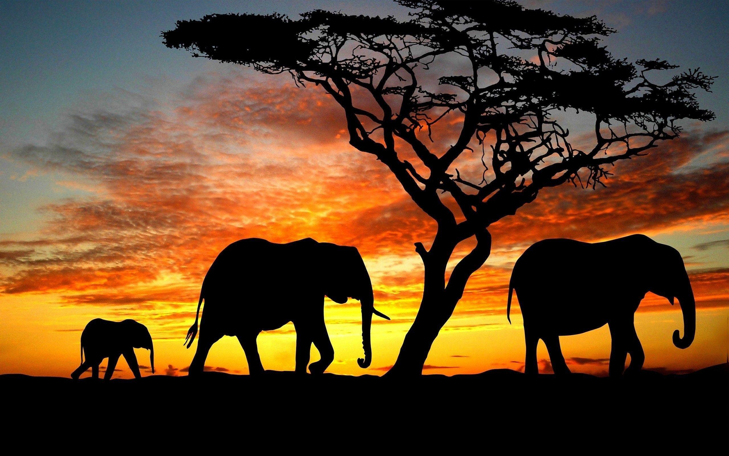 Elephant Computer Wallpapers Top Free Elephant Computer Backgrounds