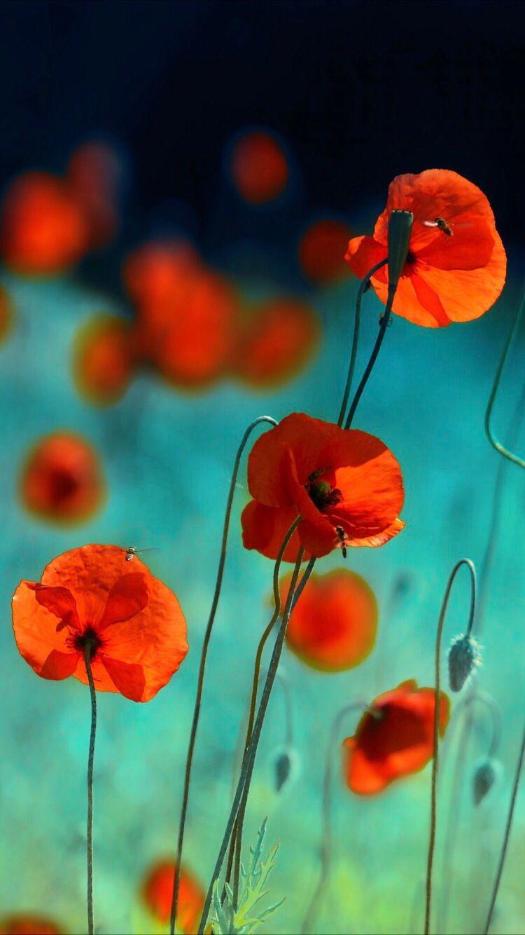 Poppies Wallpapers Top Free Poppies Backgrounds WallpaperAccess