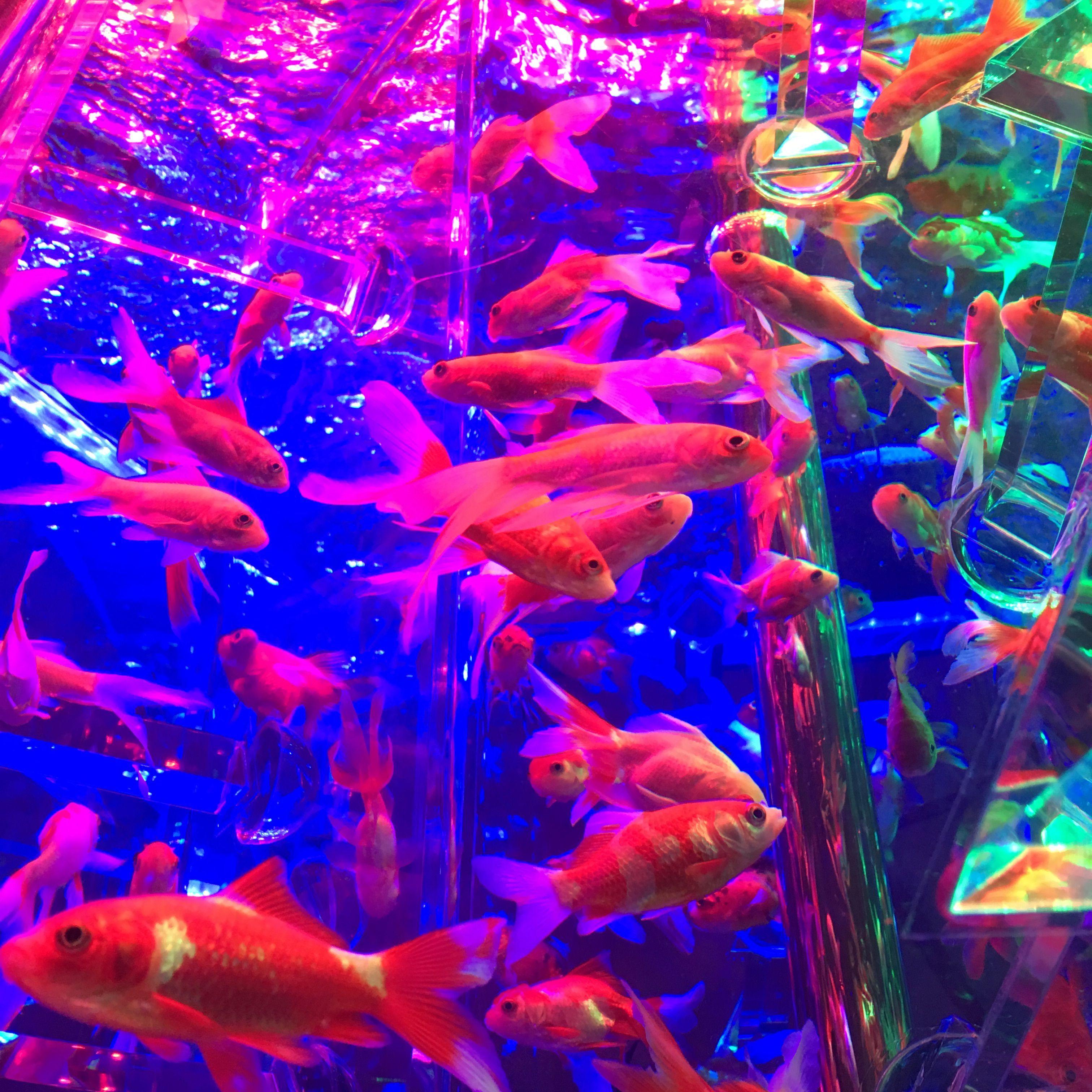 Neon Fish Wallpapers Top Free Neon Fish Backgrounds WallpaperAccess