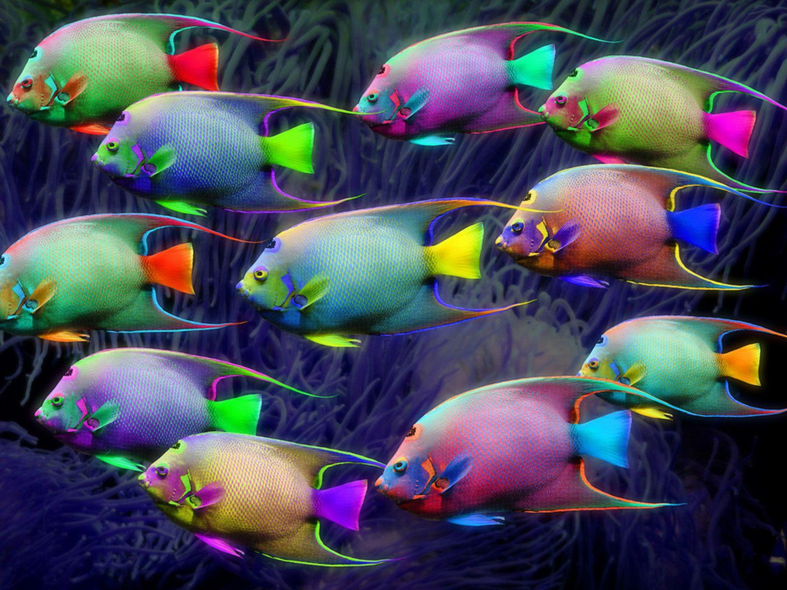 Neon Fish Wallpapers Top Free Neon Fish Backgrounds WallpaperAccess