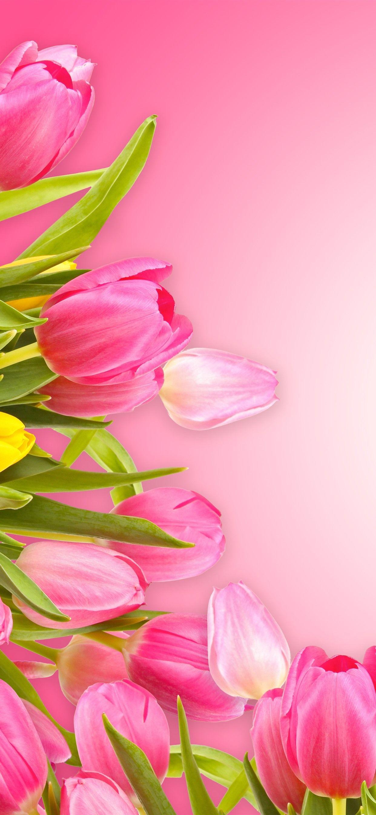 Pink Tulips Wallpapers Top Free Pink Tulips Backgrounds WallpaperAccess