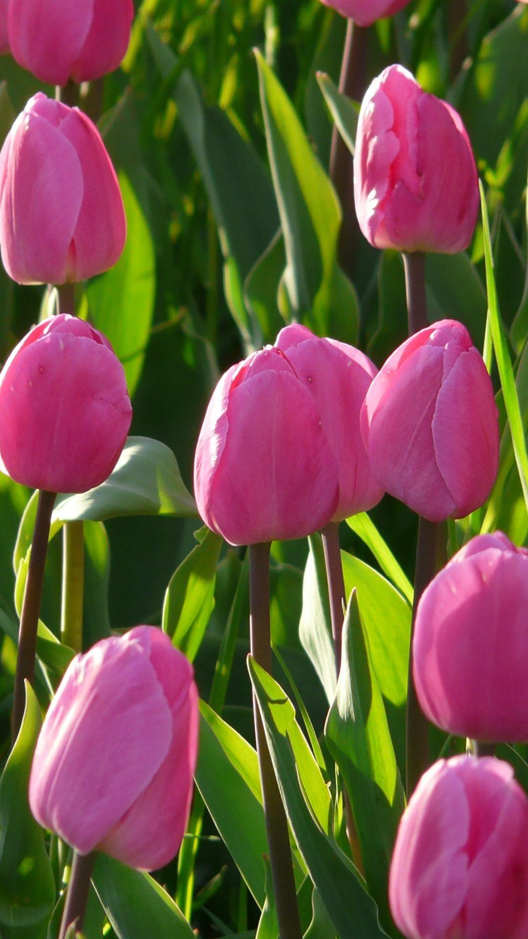 Pink Tulips Wallpapers Top Free Pink Tulips Backgrounds WallpaperAccess